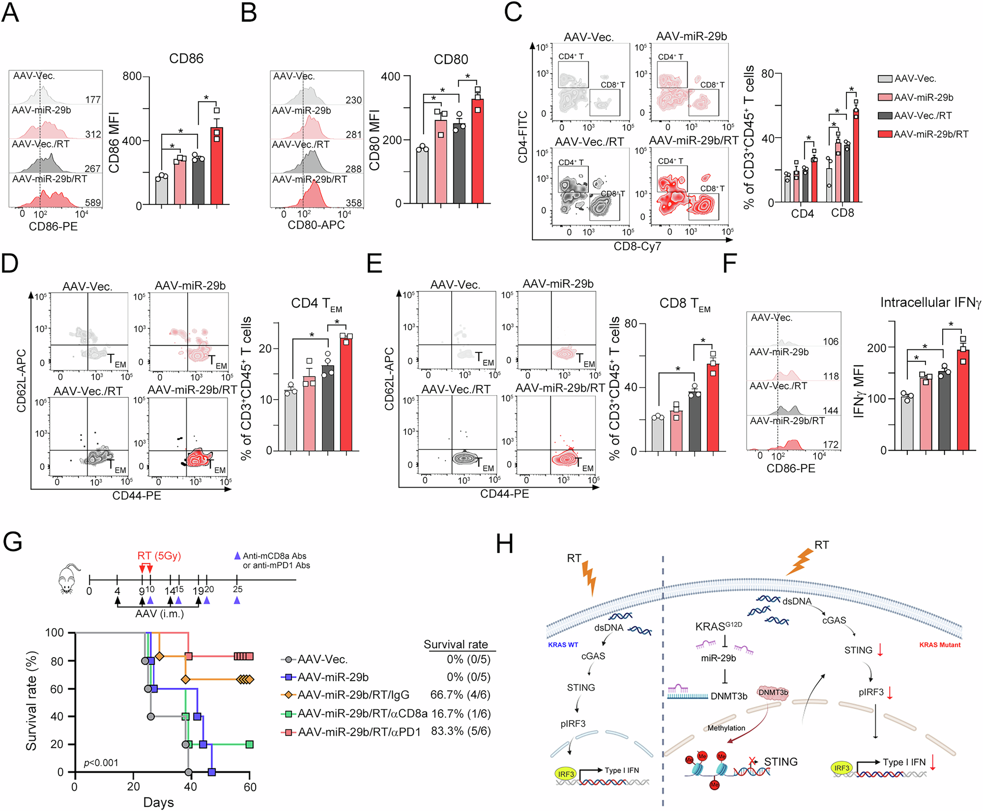 Fig. 7: Administration of miR-29b-3p resensitized KRAS-mutated CRC to radiotherapy and ICBs.