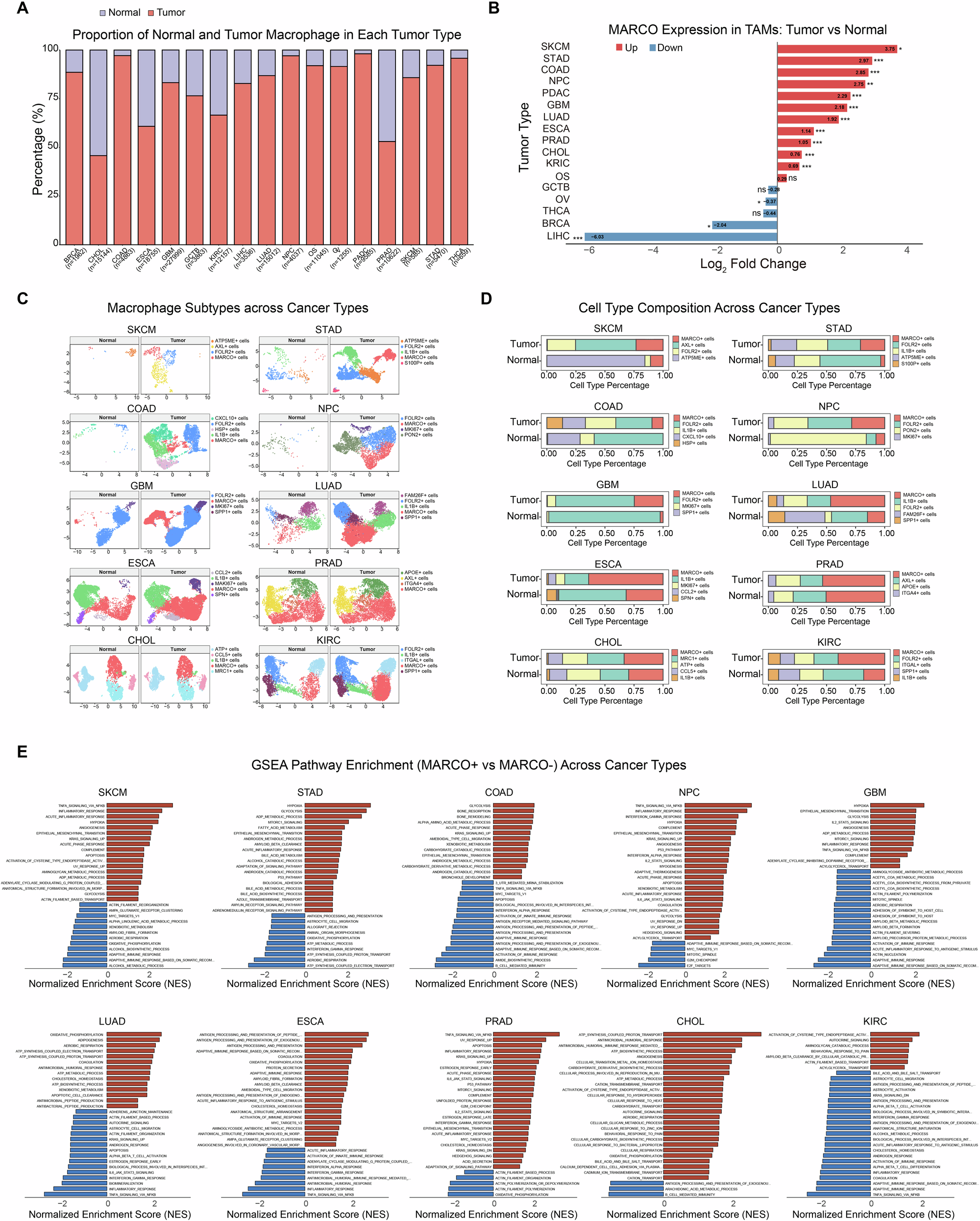 Fig. 7: Single-cell sequencing reveals MARCO+ macrophages in various cancer types were characterized by diverse signaling pathways and were typically associated with tumor-promoting signatures.