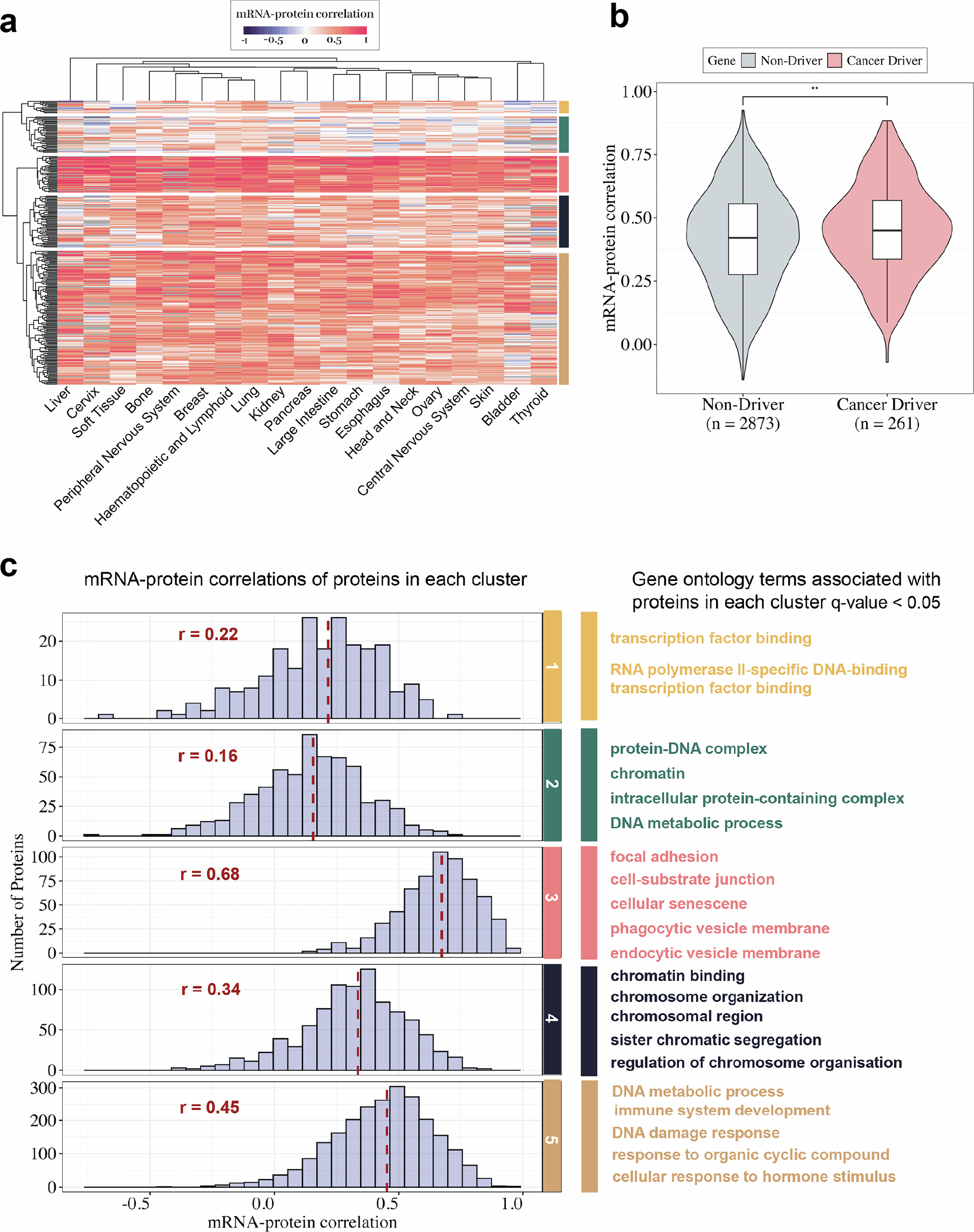 Fig. 2: mRNA–protein correlations of cancer driver genes from OncoKB in the ProCan-DepMapSanger Dataset.