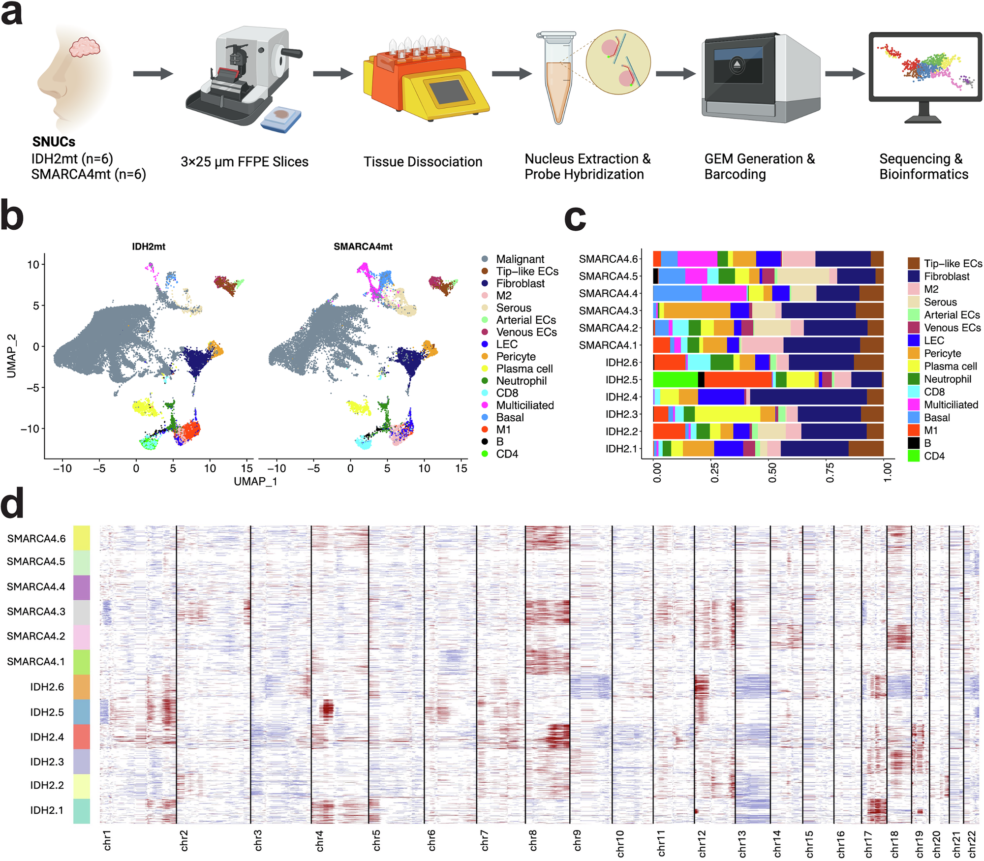 Fig. 1: Single nucleus RNA sequencing (snRNA-seq) of IDH2mt and SMARCA4mt sinonasal carcinomas.
