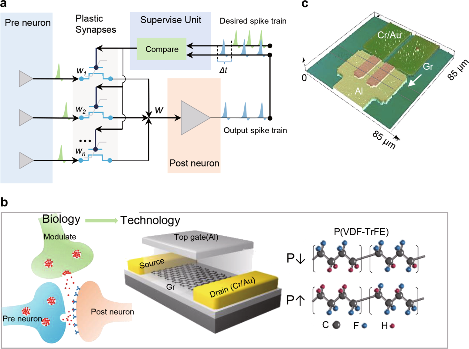 Graphene Dynamic Synapse with Modulatable Plasticity