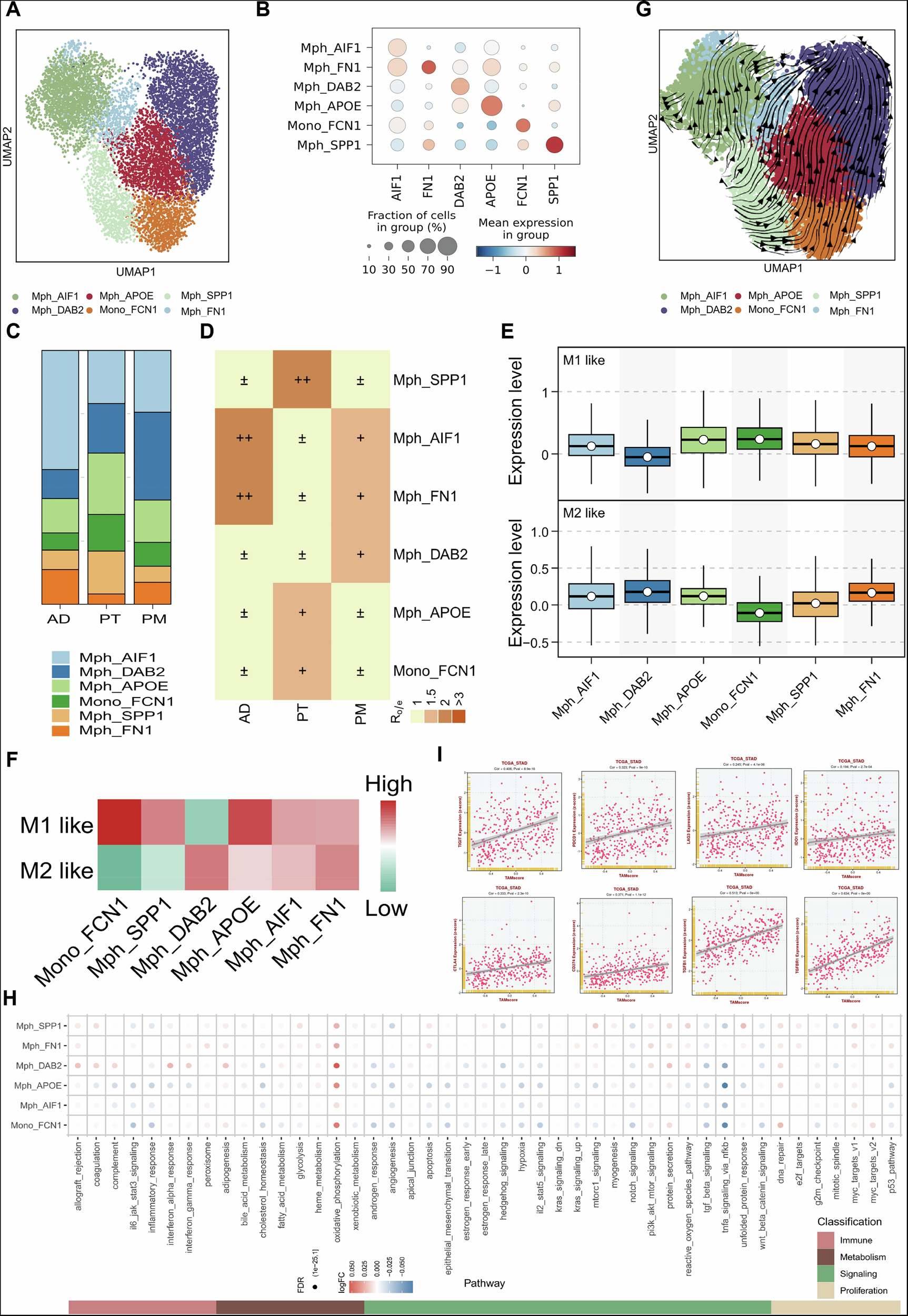 Fig. 5: Expression and characteristics of macrophages in GC tissues.