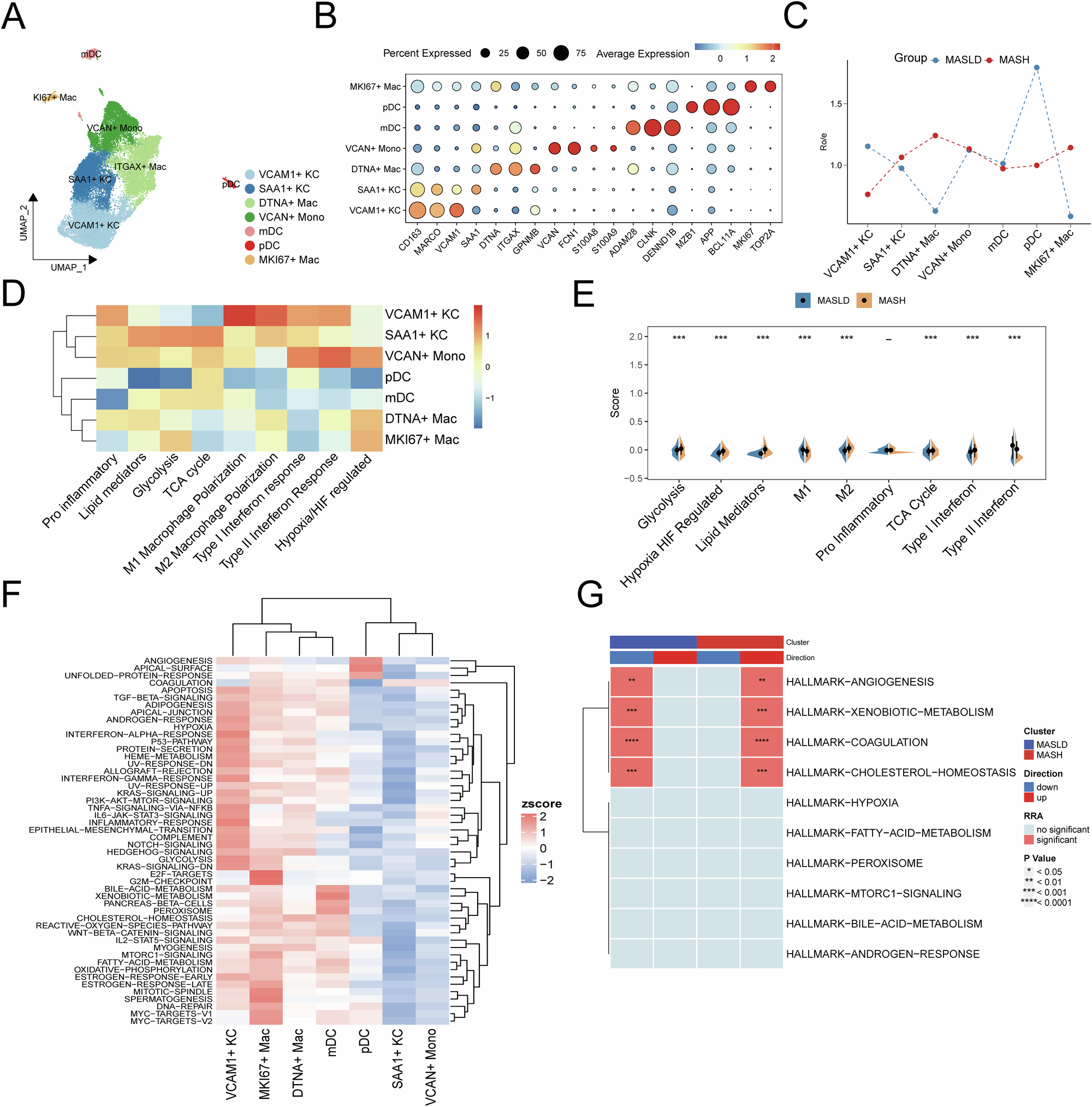 Fig. 4: DTNA⁺ macrophages drive progression from MASLD to MASH.