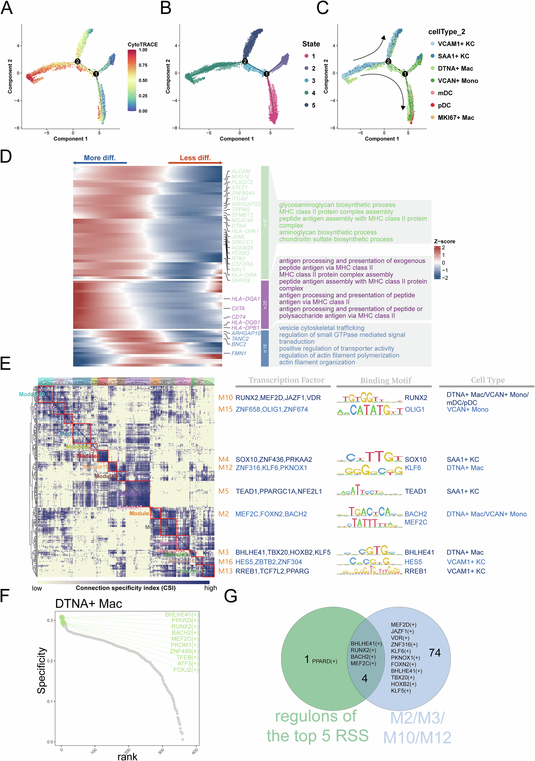 Fig. 5: Pseudotemporal and transcriptional-regulatory landscape of DTNA⁺ macrophages.