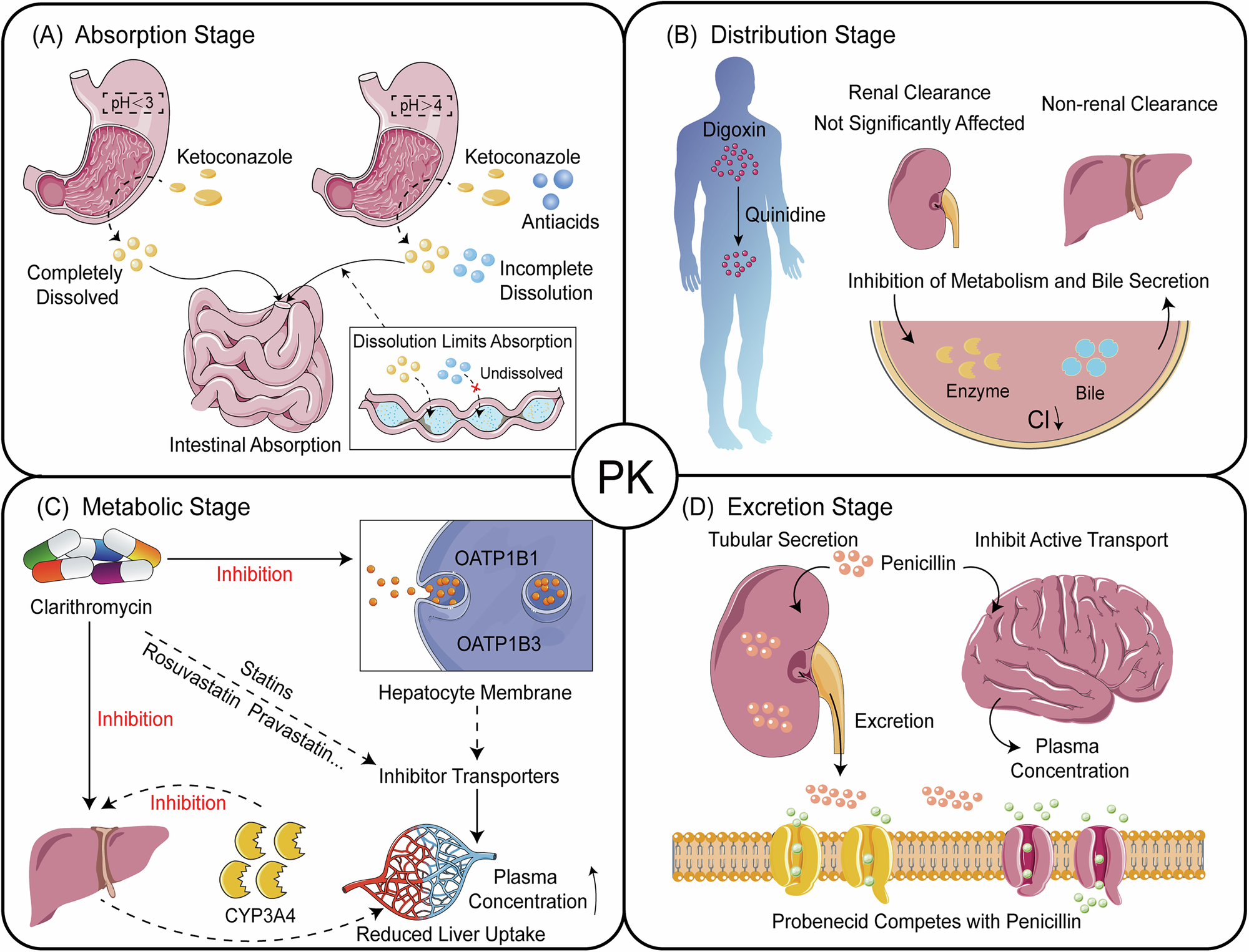 Fig. 7: The clinical application of drug-drug interaction in pharmacokinetics.