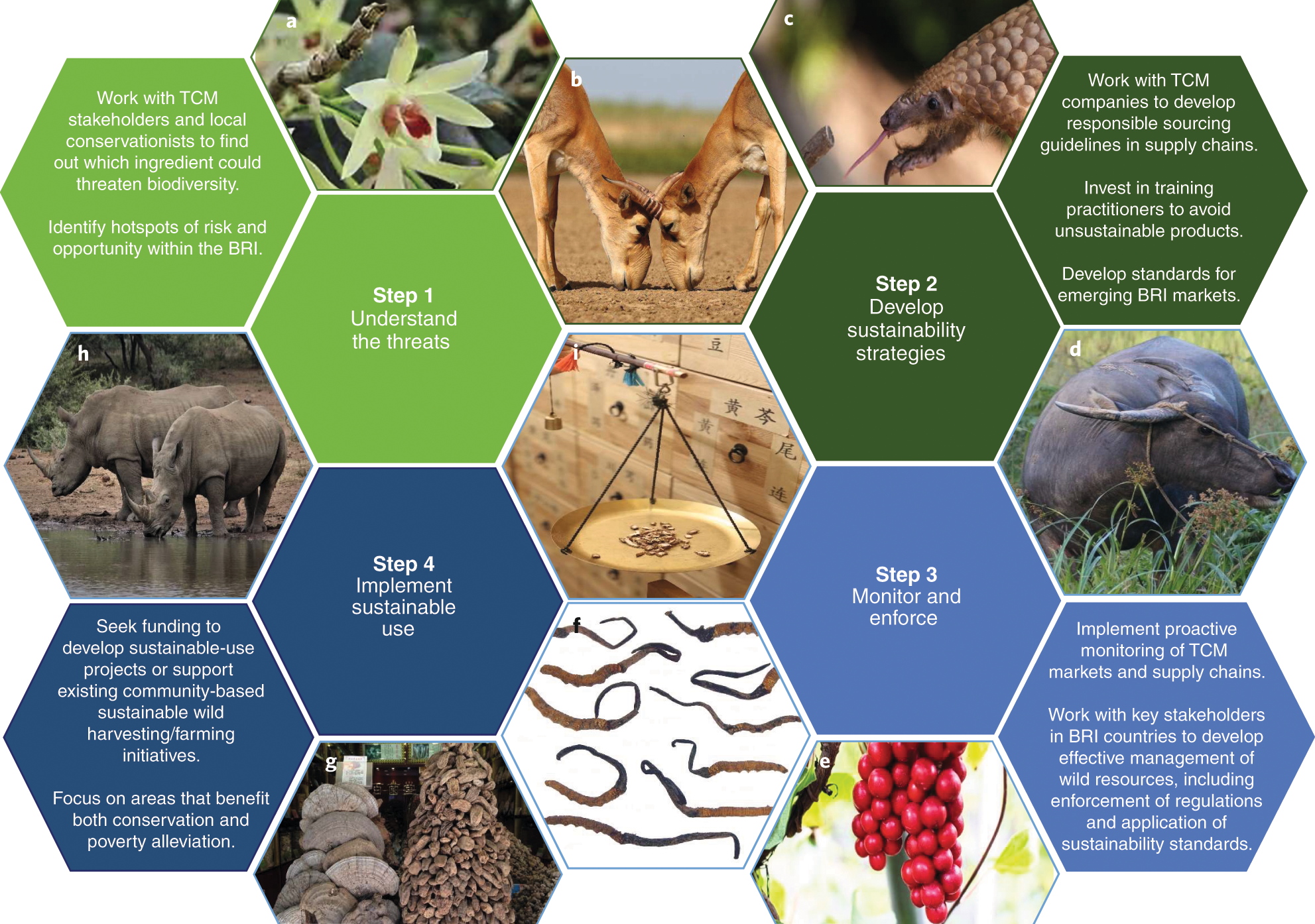 Building sustainability into the Belt and Road Initiative's Traditional  Chinese Medicine trade | Nature Sustainability