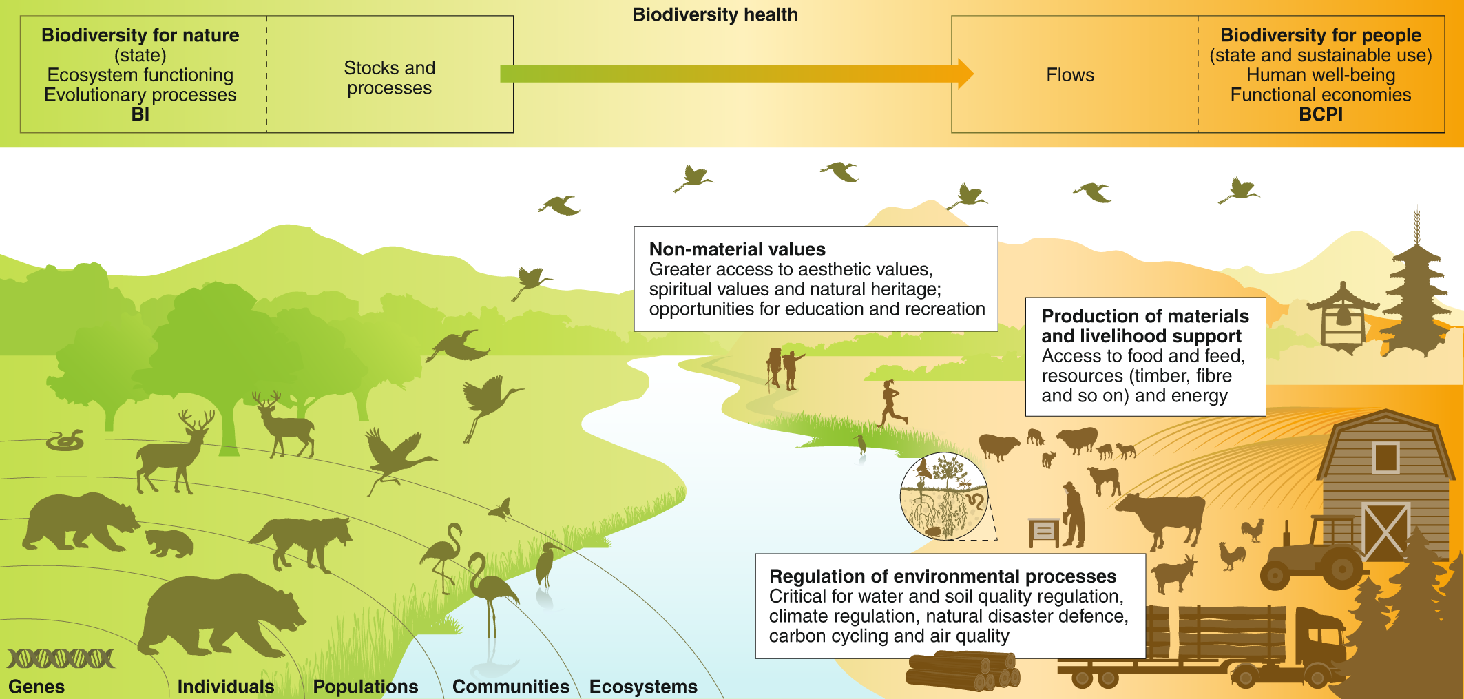 How does biodiversity contribute to the economy form 2