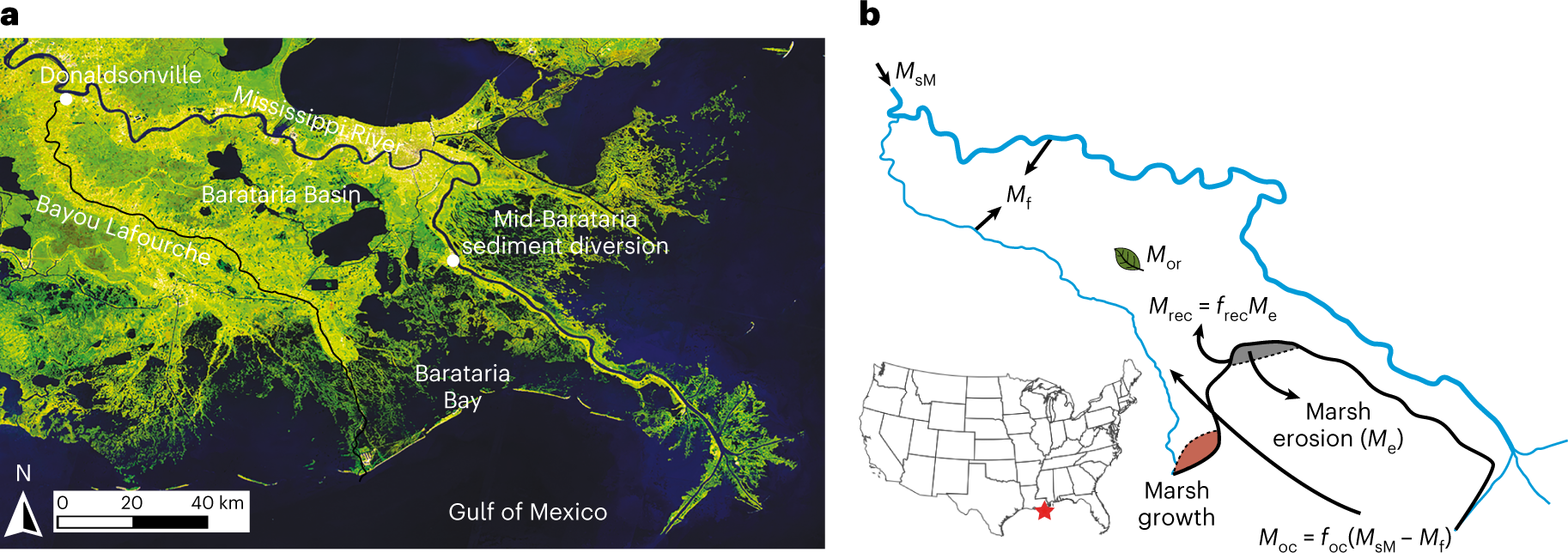 Land loss due to human-altered sediment budget in the Mississippi River  Delta