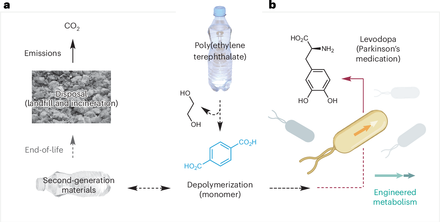 廃プラスチックをパーキンソン病治療薬へ変換する技術を開発 (Waste plastic turned into Parkinson’s drug)