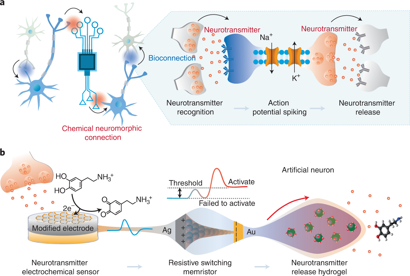 A Versatile Synthetic Affinity Probe Reveals Inhibitory Synapse  Ultrastructure and Brain Connectivity** - Khayenko - 2022 - Angewandte  Chemie International Edition - Wiley Online Library