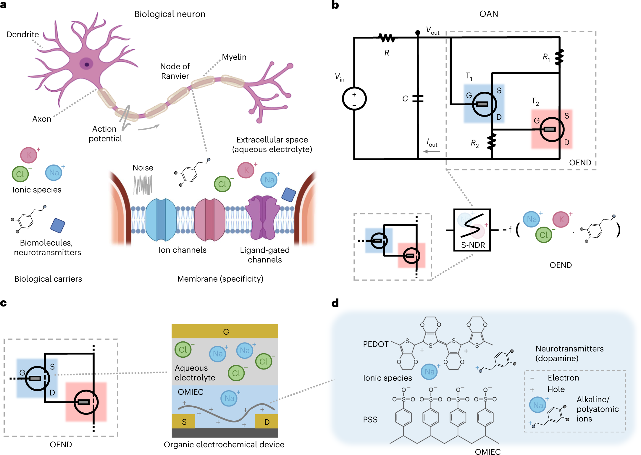 An organic artificial spiking neuron for in situ neuromorphic sensing and  biointerfacing | Nature Electronics