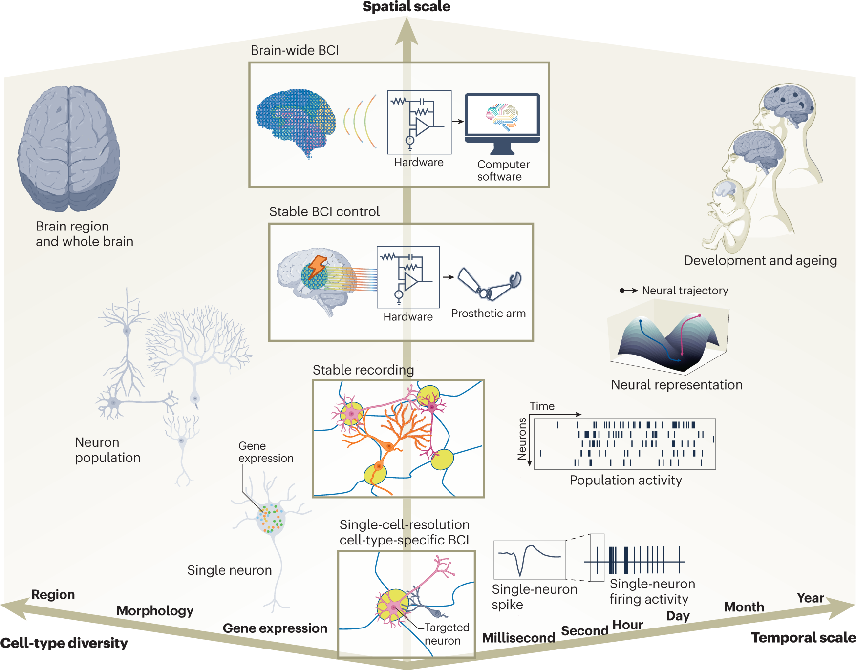 A brain-computer interface that evokes tactile sensations improves robotic  arm control