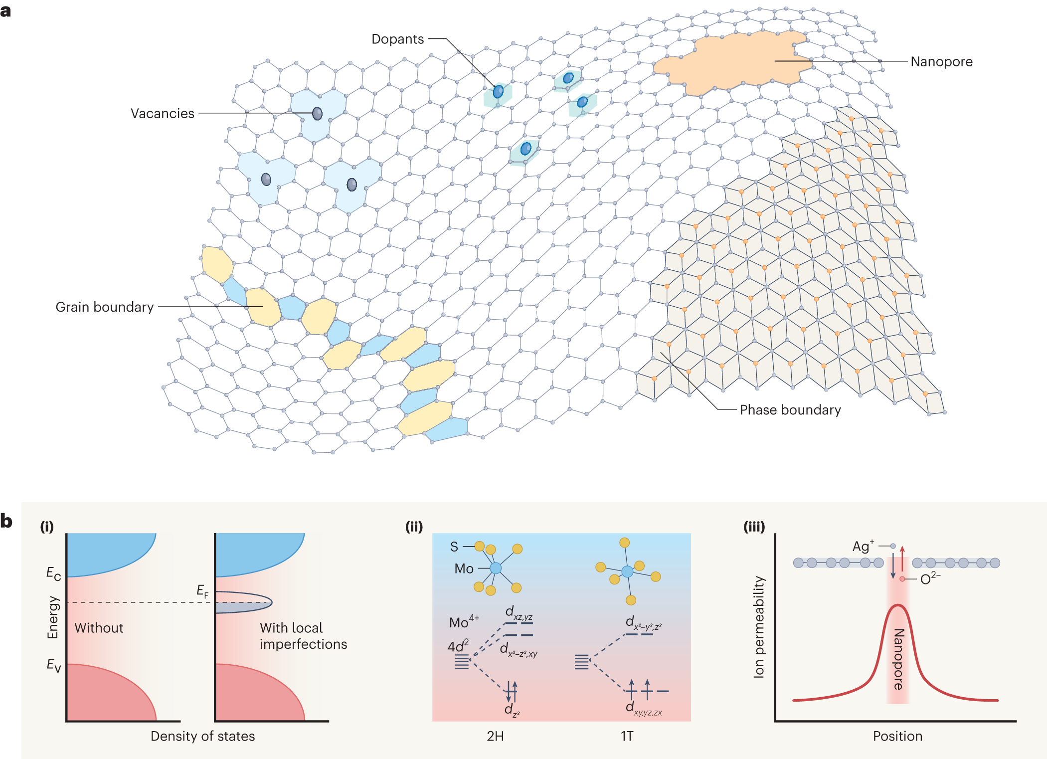 Field-Created Coordinate Cation Bridges Enable Conductance Modulation and  Artificial Synapse within Metal Nanoparticles