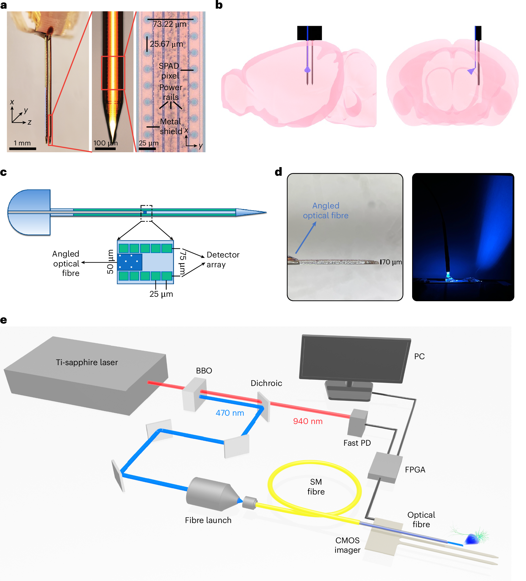 Implantable chip enables single-neuron brain imaging at depth