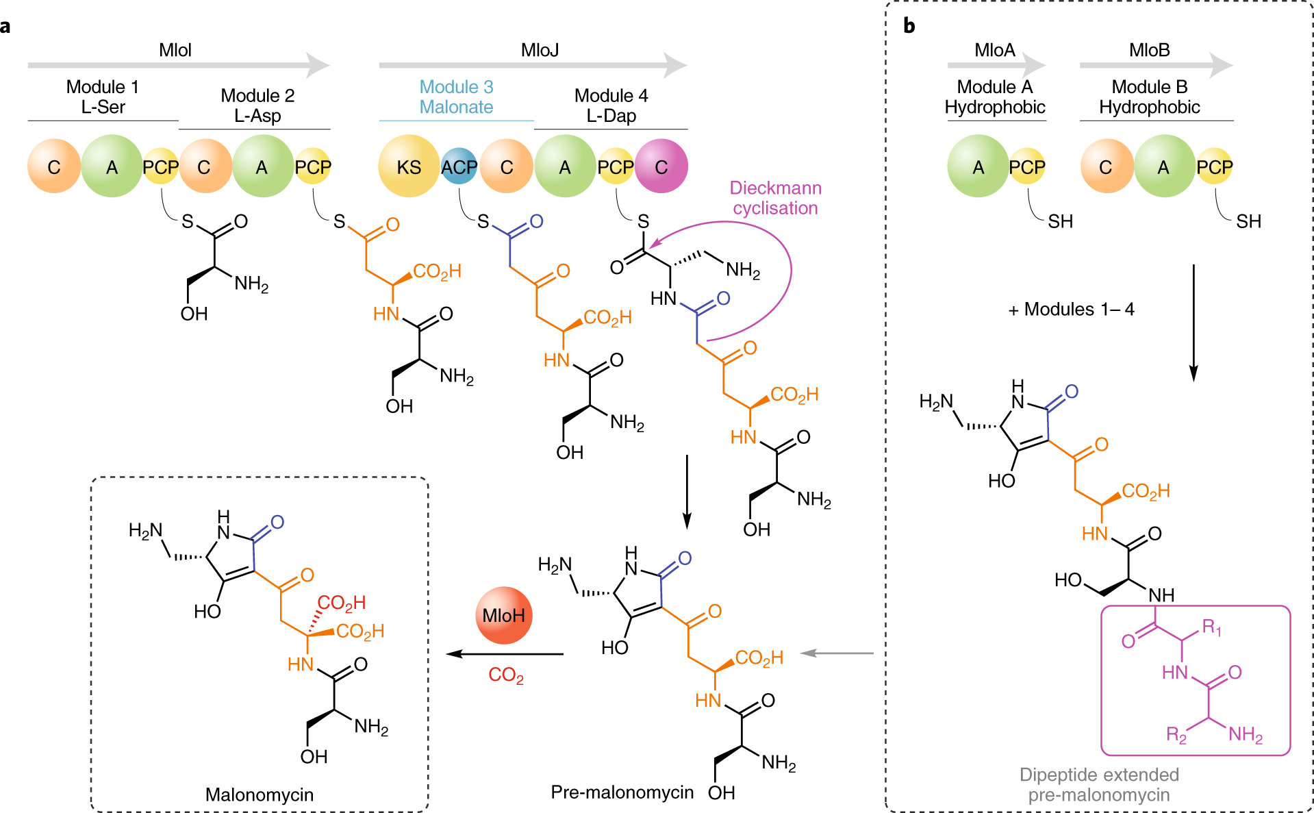 Pathway to malonic acid-containing metabolites | Nature Catalysis