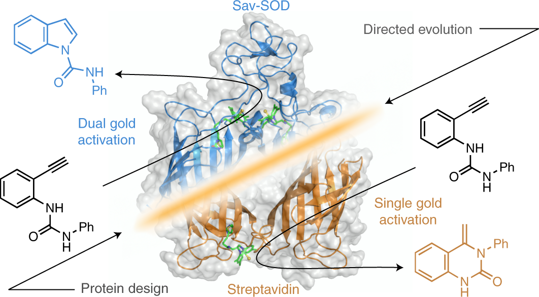 Design And Evolution Of Chimeric Streptavidin For Protein Enabled Dual Gold Catalysis Nature Catalysis Design And Evolution Of Chimeric Streptavidin For Protein Enabled Dual Gold Catalysis Nature Catalysis