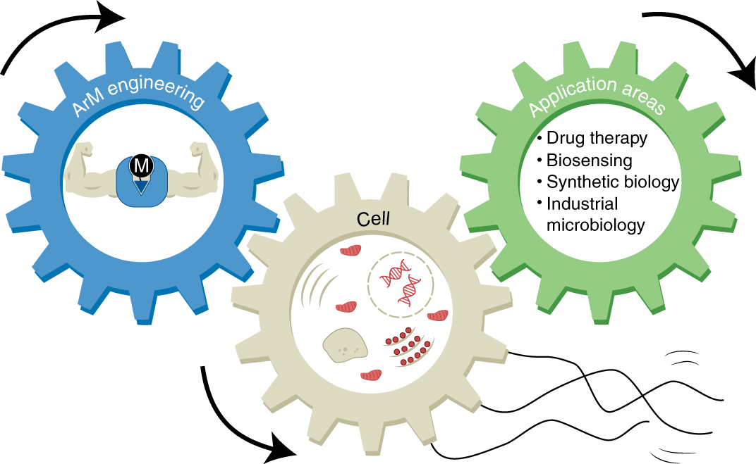 Engineering And Emerging Applications Of Artificial Metalloenzymes With Whole  Cells | Nature Catalysis Engineering And Emerging Applications Of Artificial Metalloenzymes With Whole  Cells | Nature Catalysis