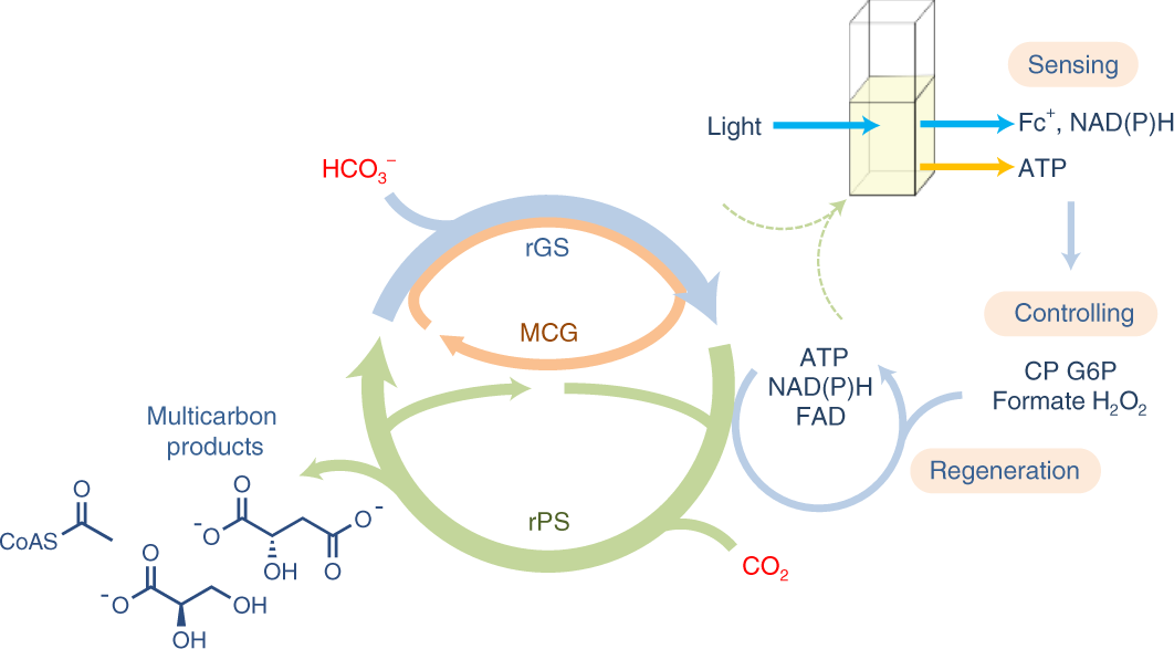 A cell-free self-replenishing CO2-fixing system | Nature Catalysis