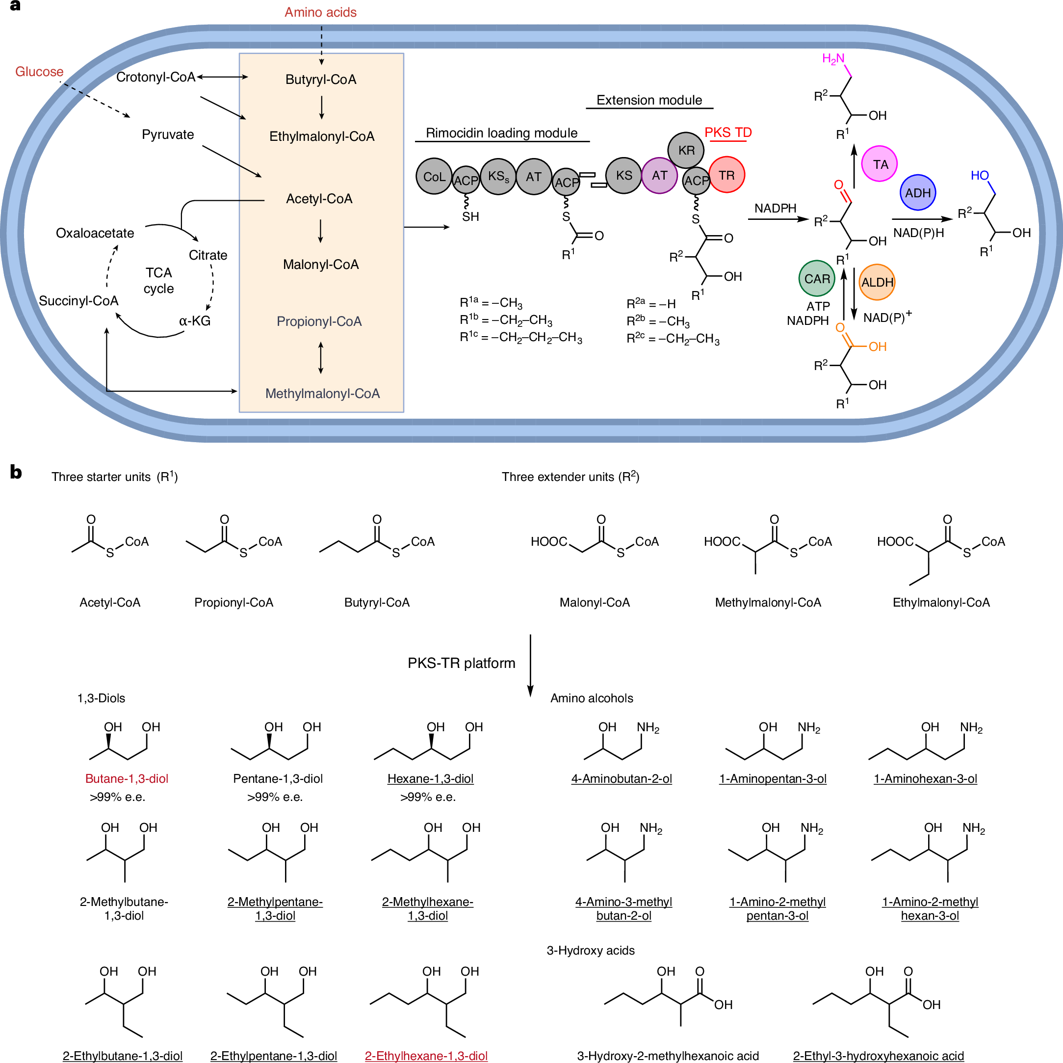 Fig. 1: Schematic representation of the rimocidin PKS-TR platform in Streptomyces.