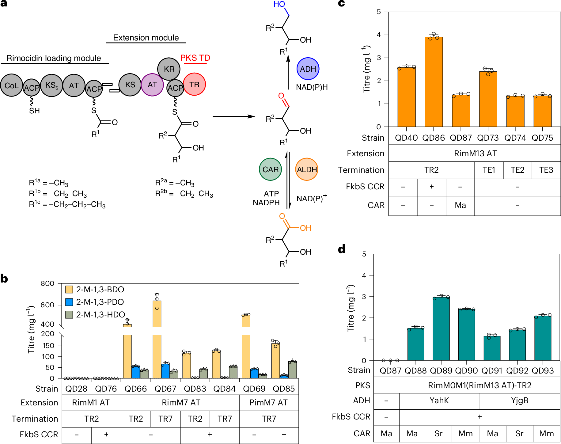 Fig. 5: Expanding the RimPKS-TR biosynthetic platform for medium- and branched-chain diol and carboxylic acid production.