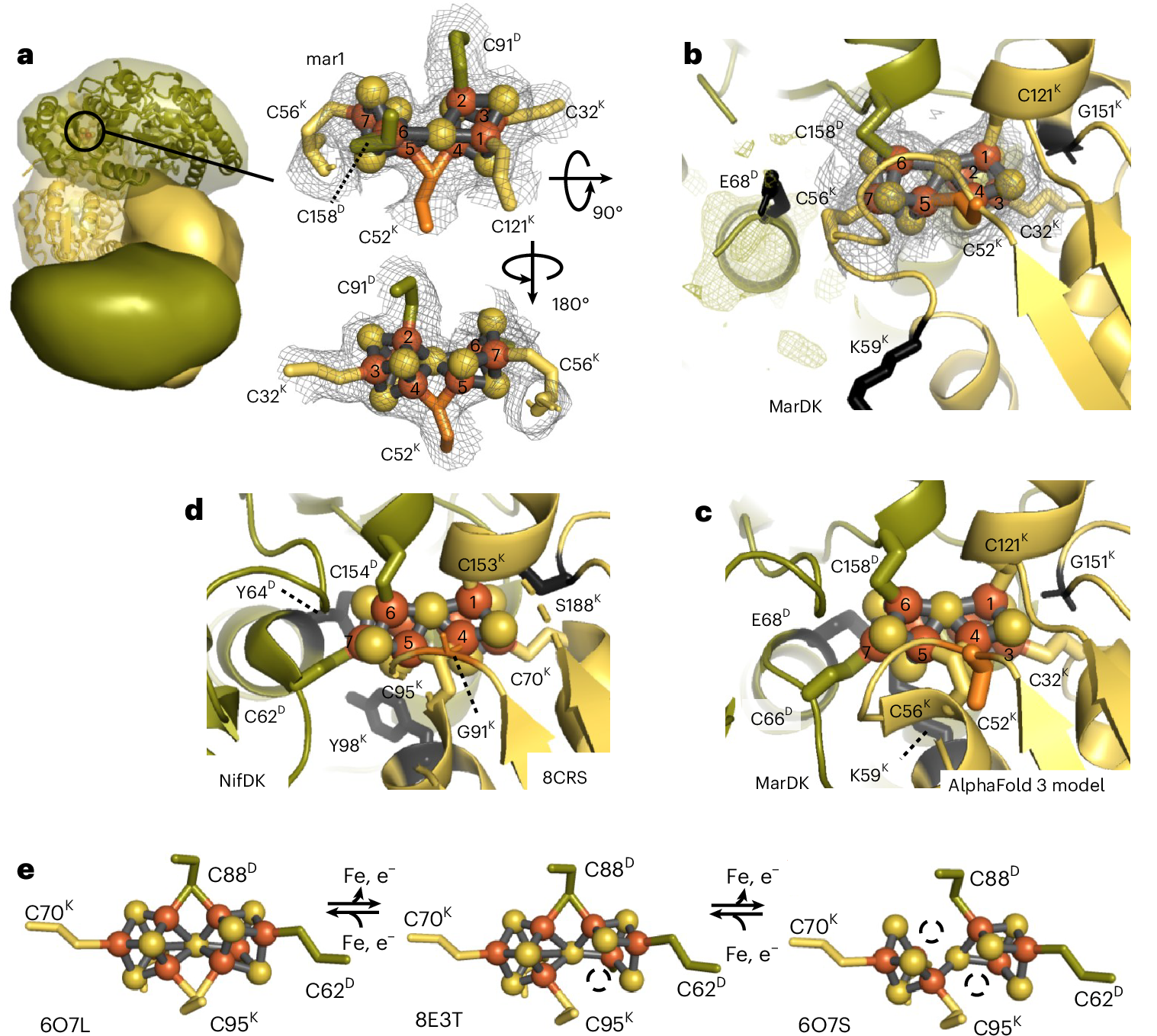 Fig. 5: MarDK mar1 cluster and N2ase P-cluster coordination.