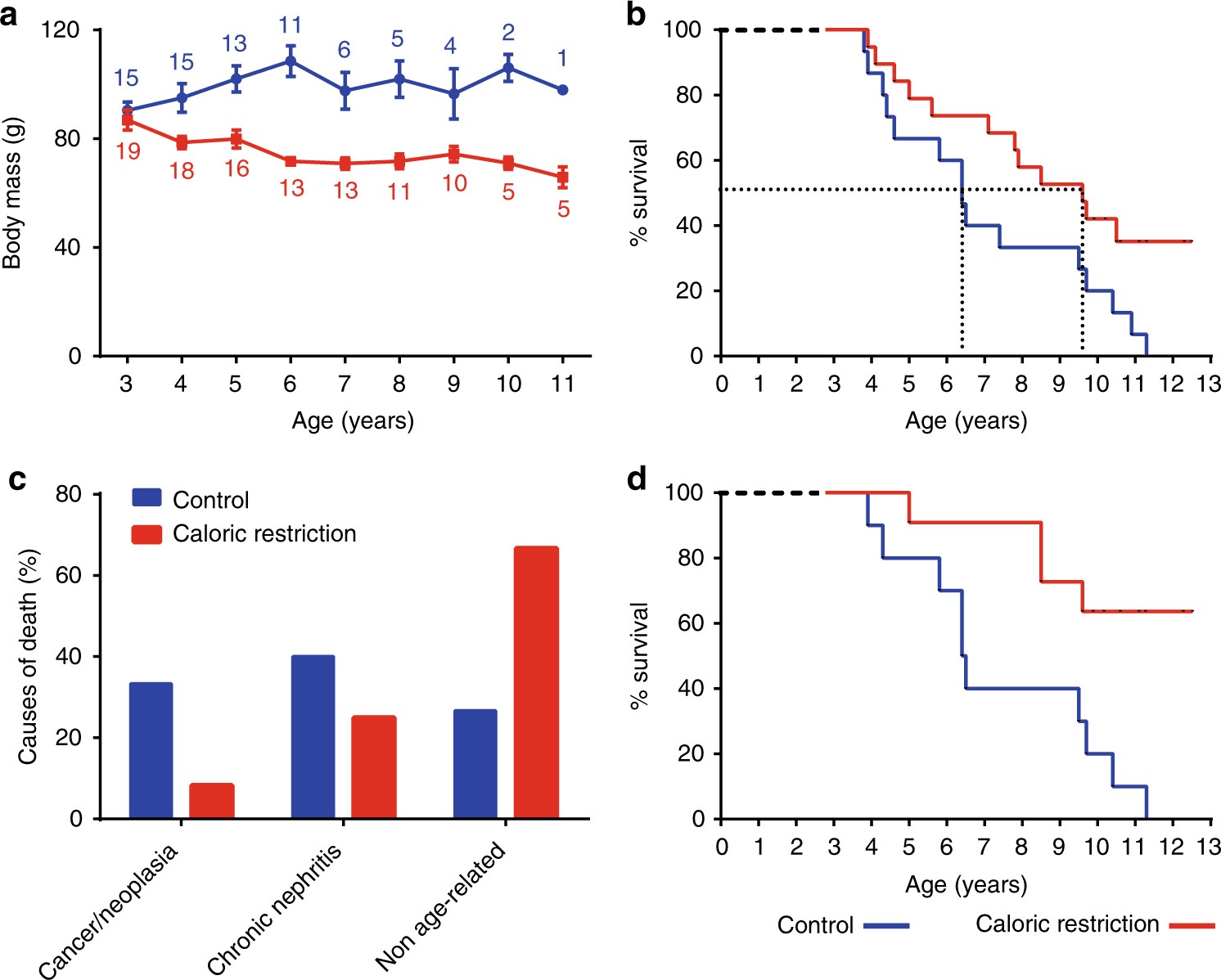 Monkeys that cut calories live longer