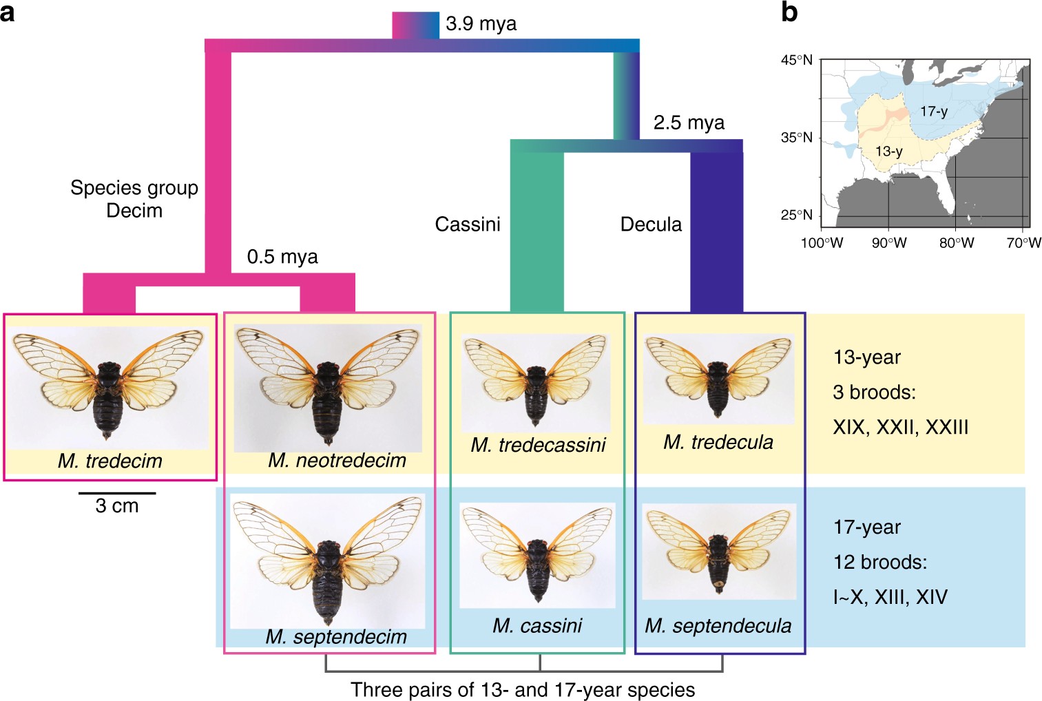 Specific group. Цикл жизни цикады. Cicada Lifecycle. Цикада биологический цикл. Cicada перевод.