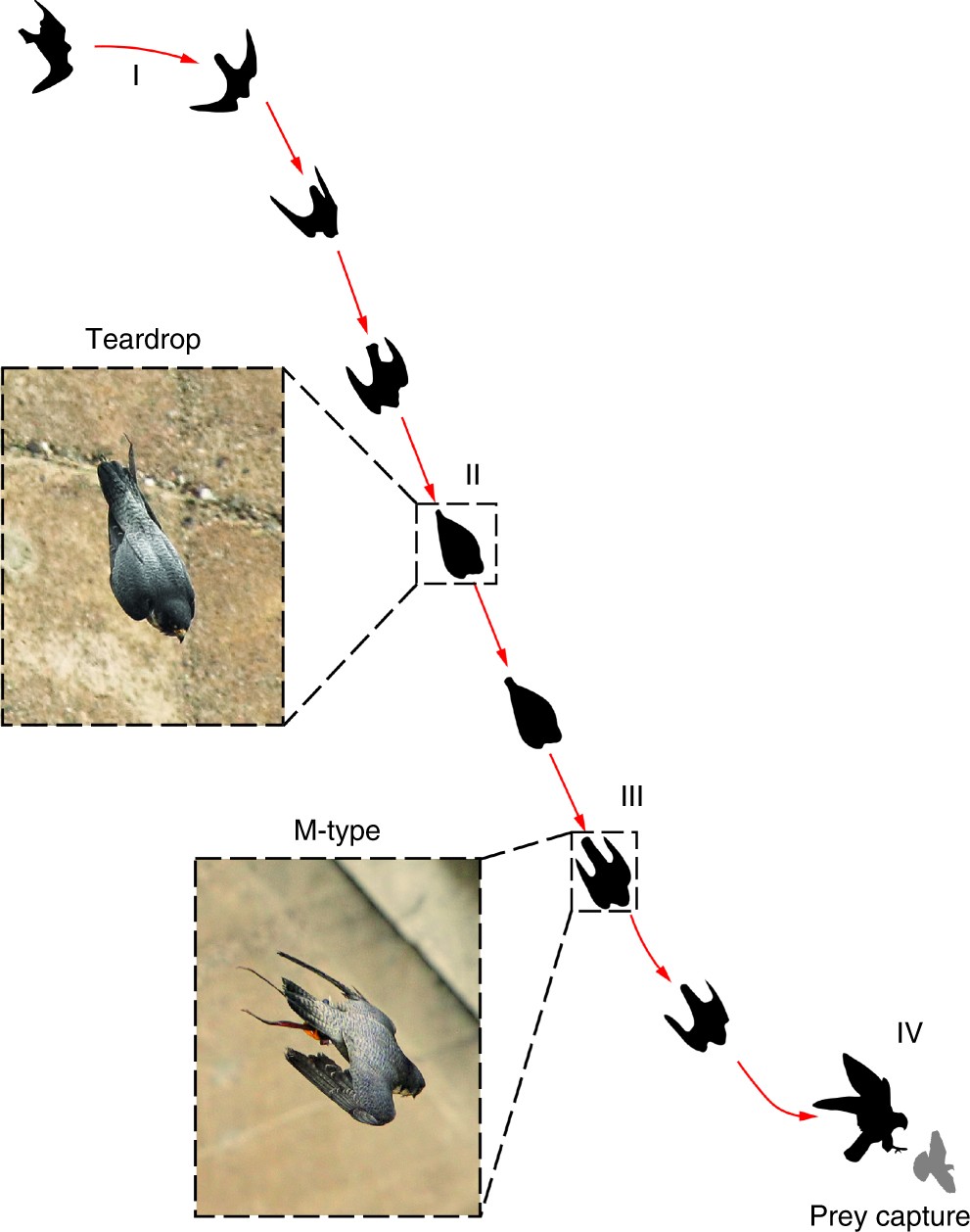 Vortices Enable The Complex Aerobatics Of Peregrine Falcons