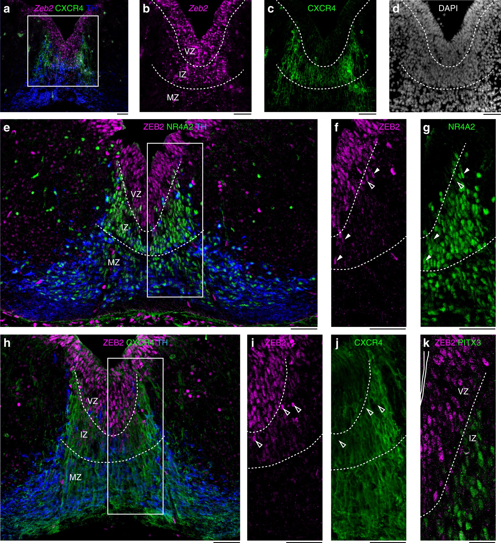 A Zeb2 Mir 0c Loop Controls Midbrain Dopaminergic Neuron Neurogenesis And Migration Communications Biology