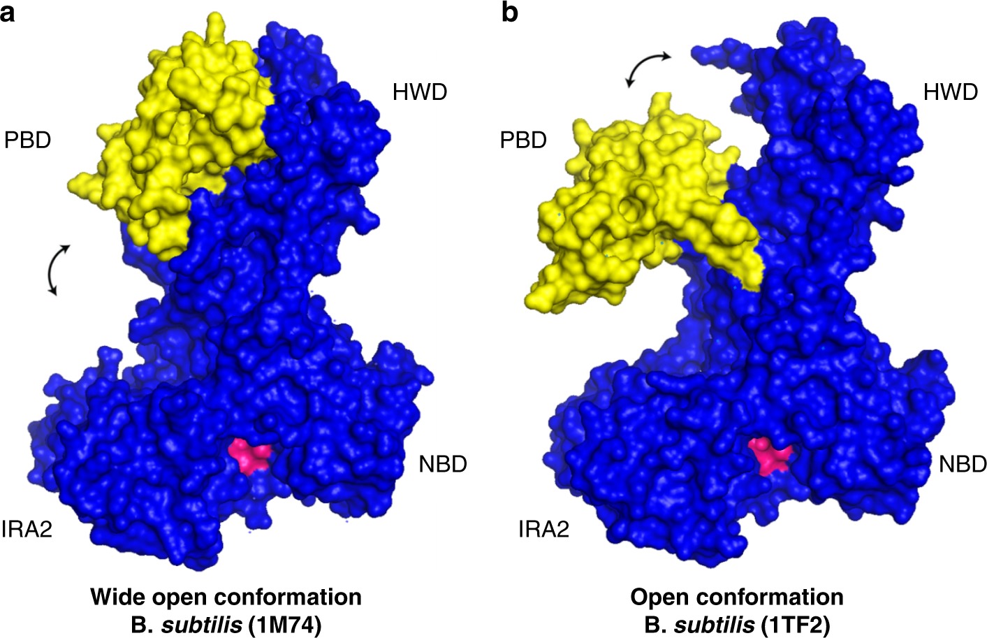 Conformational Fluctuations and Induced Orientation of a Protein