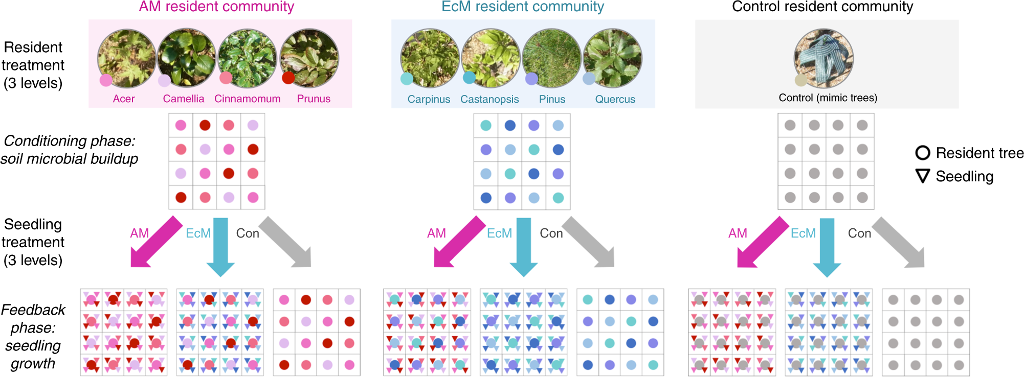 Mycorrhizal Fungi Mediate The Direction And Strength Of Plant Soil Mycorrhizal Fungi Mediate The Direction And Strength Of Plant Soil Feedbacks Diffely Between Arbuscular Ectomycorrhizal Communities