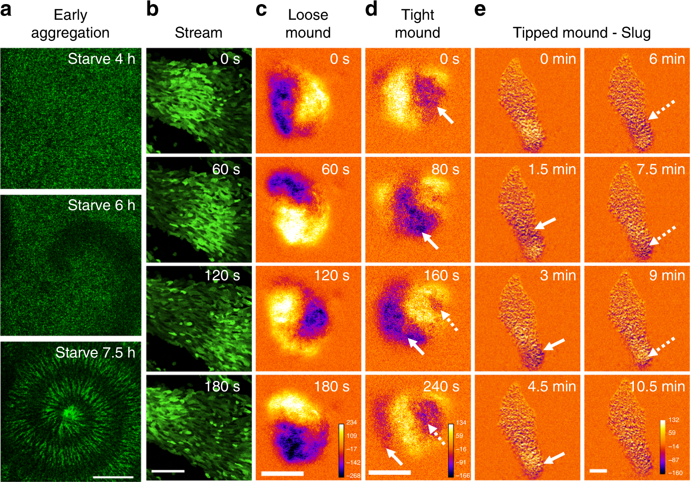 Collective cell migration of Dictyostelium without cAMP oscillations at  multicellular stages | Communications Biology