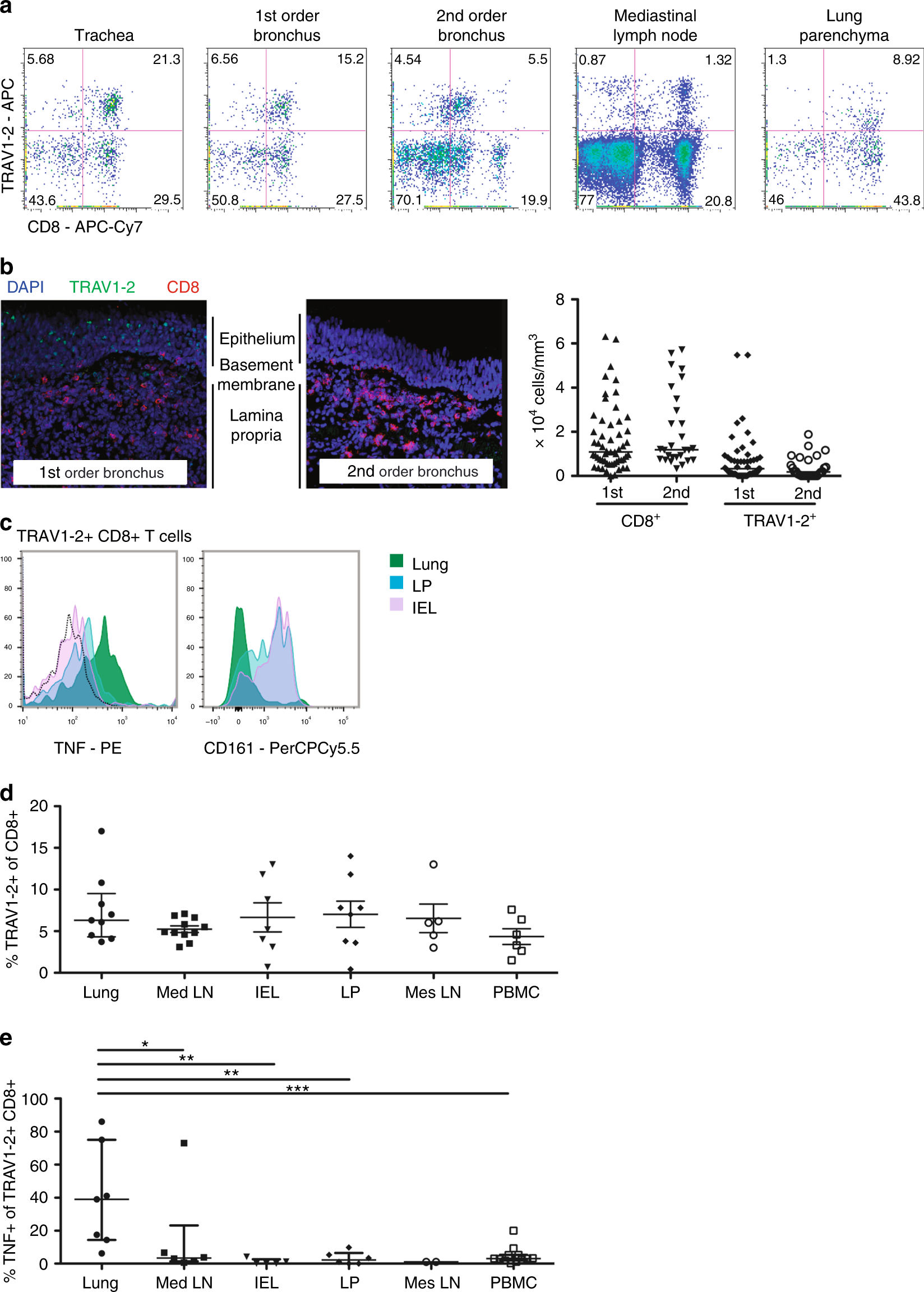 TRAV1-2+ CD8+ T-cells including oligoconal expansions of MAIT cells are  enriched in the airways in human tuberculosis | Communications Biology