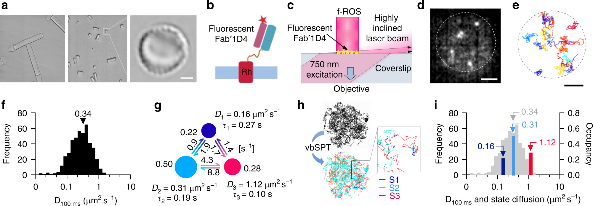 Raftophilic Rhodopsin Clusters Offer Stochastic Platforms - 