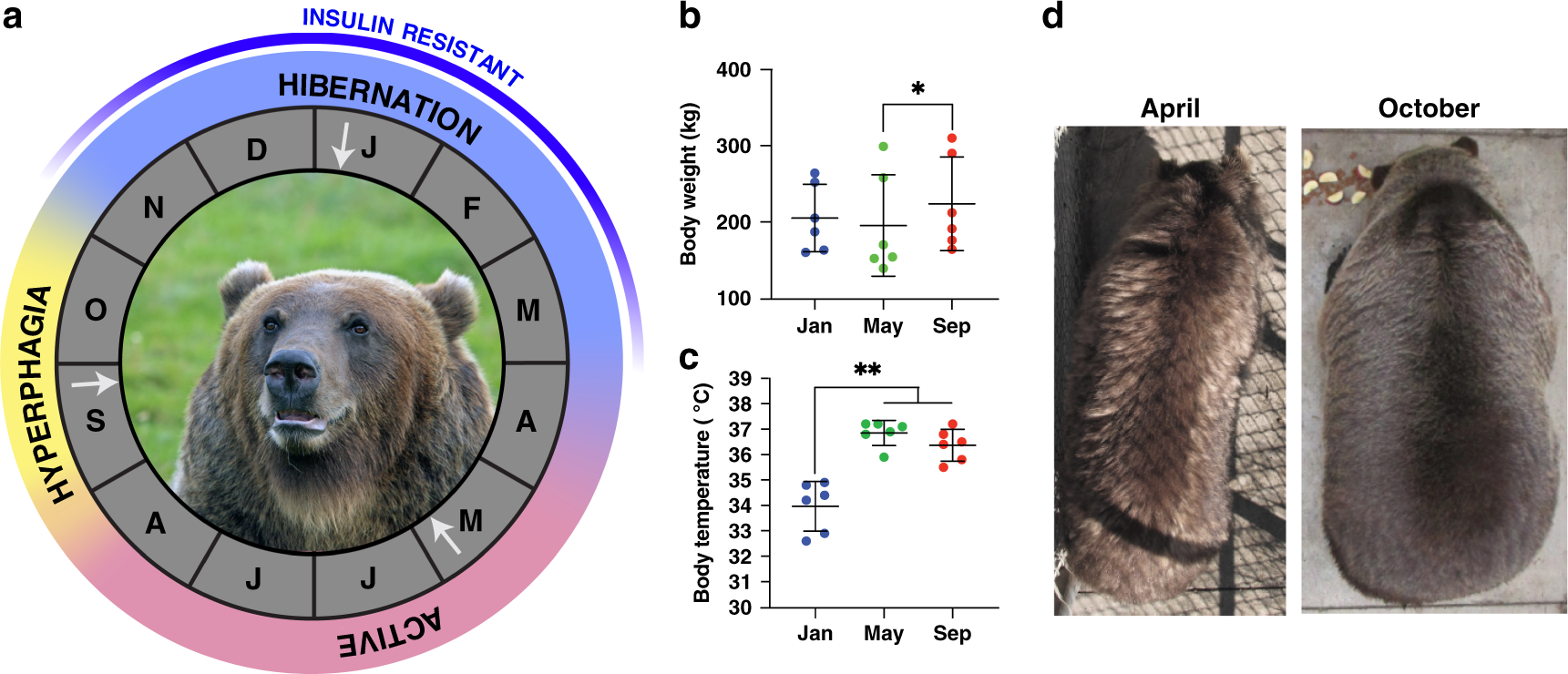 Hibernation induces widespread transcriptional remodeling in metabolic  tissues of the grizzly bear | Communications Biology