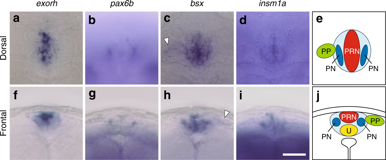 Brain-specific homeobox Bsx specifies identity of pineal gland between  serially homologous photoreceptive organs in zebrafish | Communications  Biology