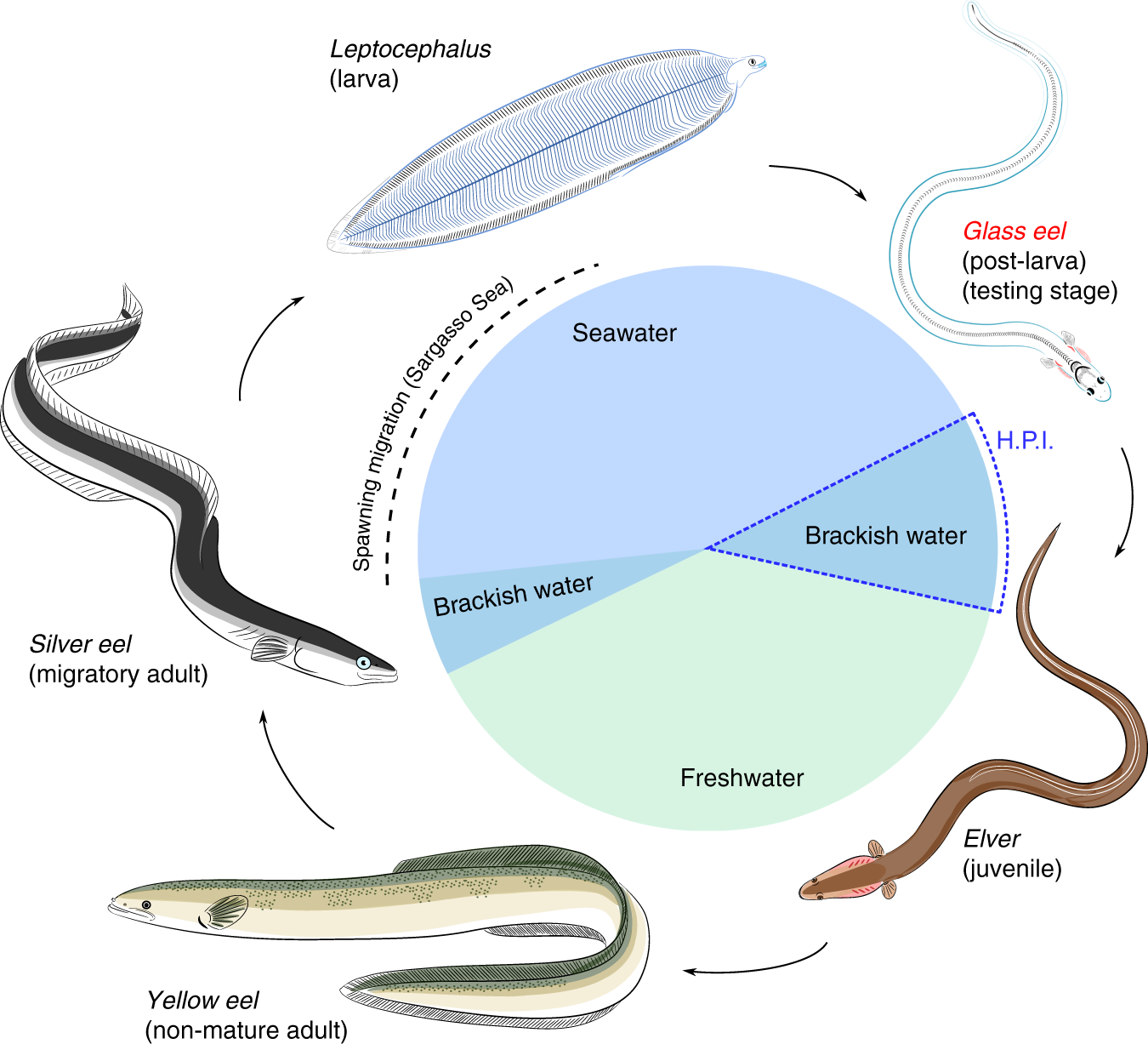 Glass Eels Anguilla Anguilla Imprint The Magnetic Direction Of Tidal Currents From Their Juvenile Estuaries Communications Biology