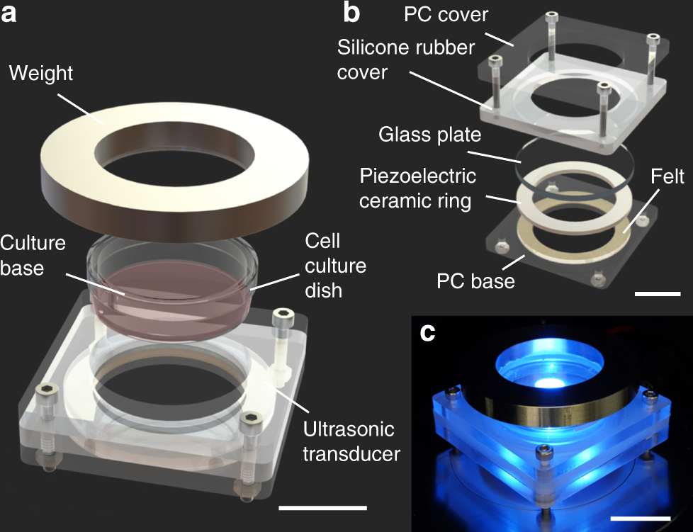 Enzyme-free release of adhered cells from standard culture dishes using intermittent ultrasonic traveling waves | Communications Biology Enzyme-free release of adhered cells from standard culture dishes using intermittent ultrasonic traveling waves | Communications Biology