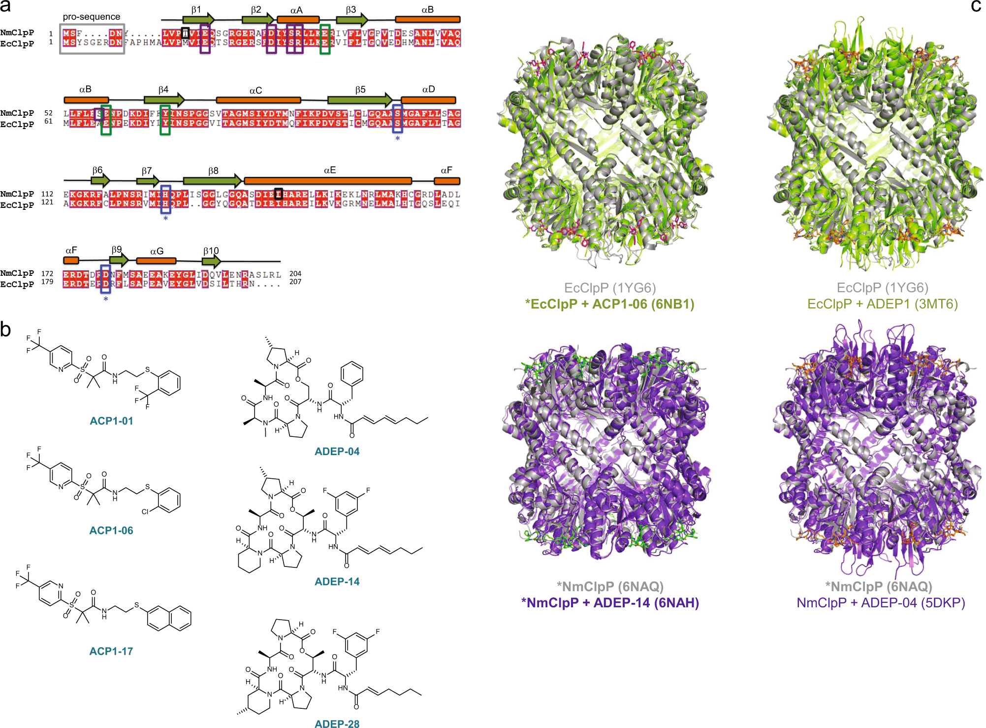 Clpp Protease Activation Results From The Reorganization Of The