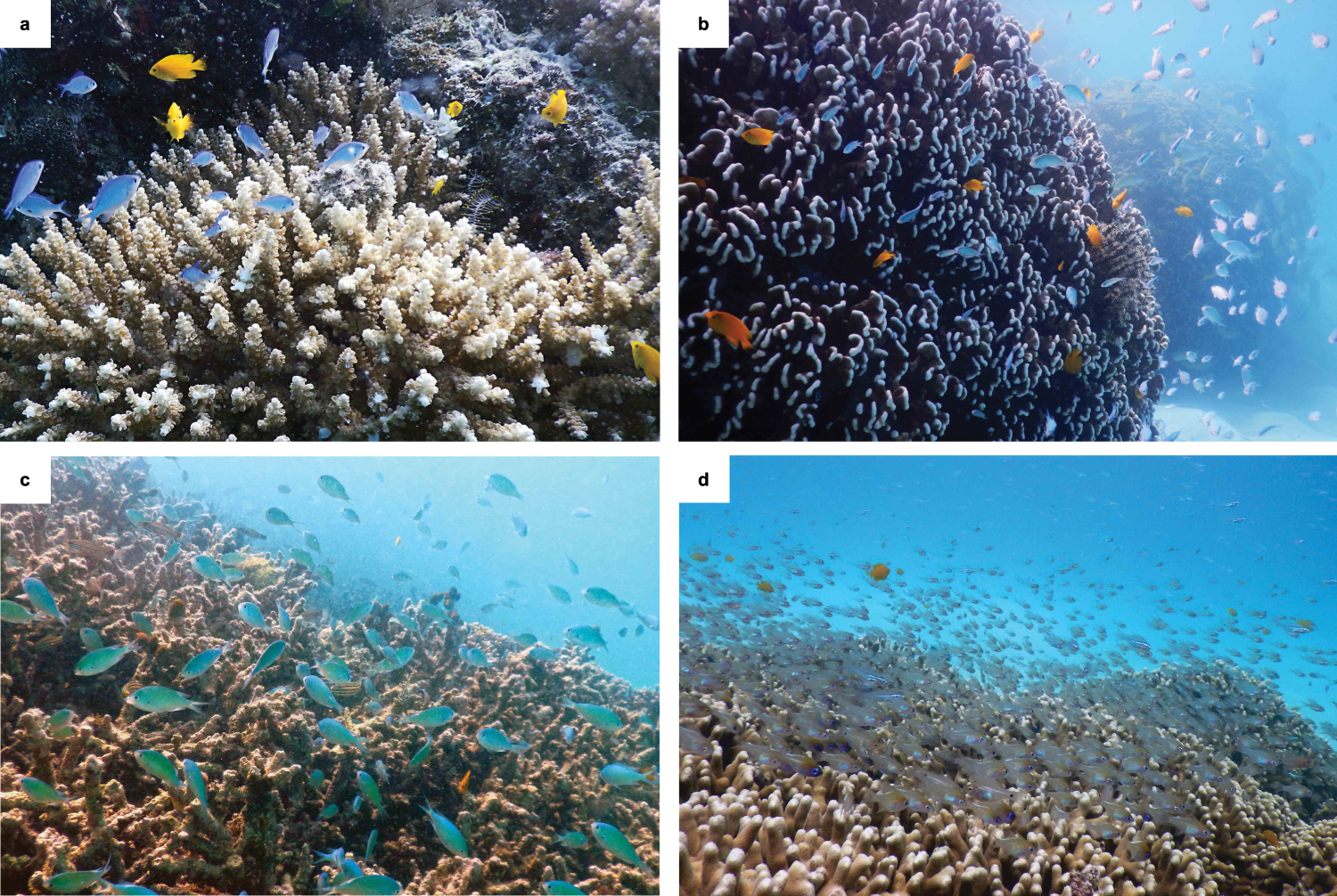 Reef Response  Coral Impacts