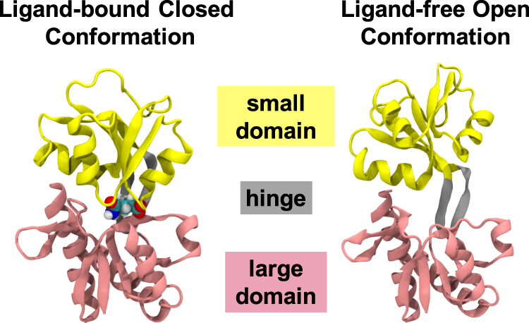 Ligand-bound glutamine binding protein assumes multiple metastable binding sites with different binding affinities