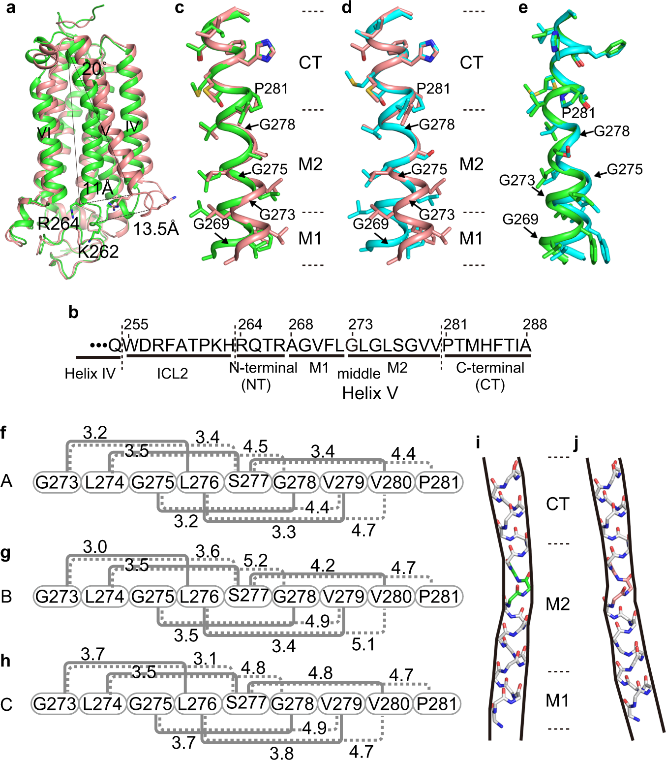 Fig. 2: Structures of helix V in the closed and open forms of AdipoR1(A208).