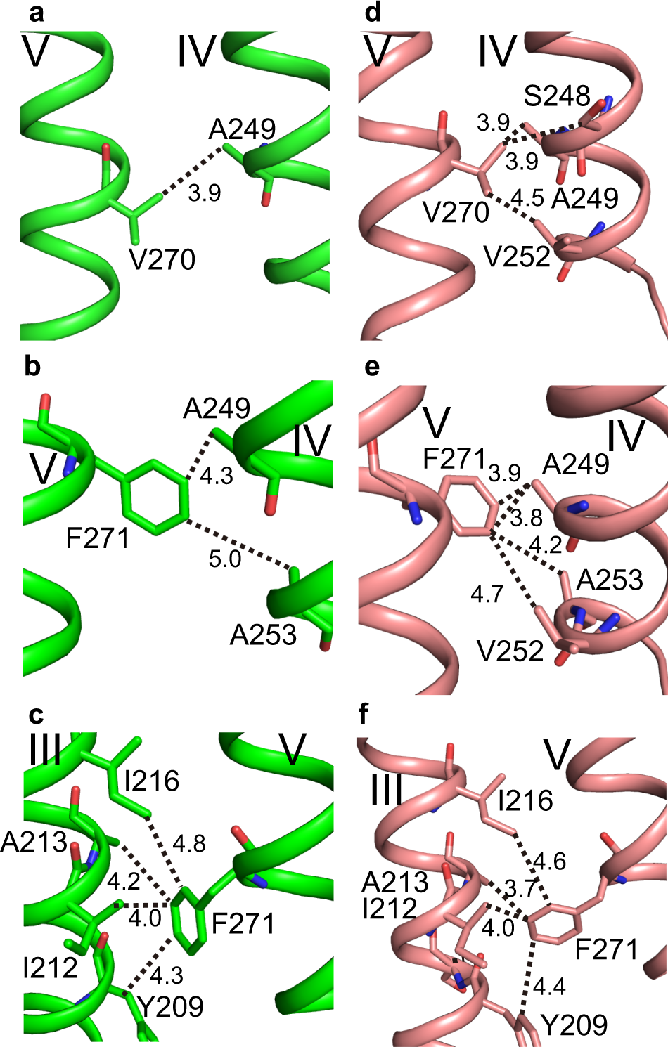 Fig. 3: Interactions of the M1 region of helix V with helices III and IV in the closed and open forms of AdipoR1(A208).