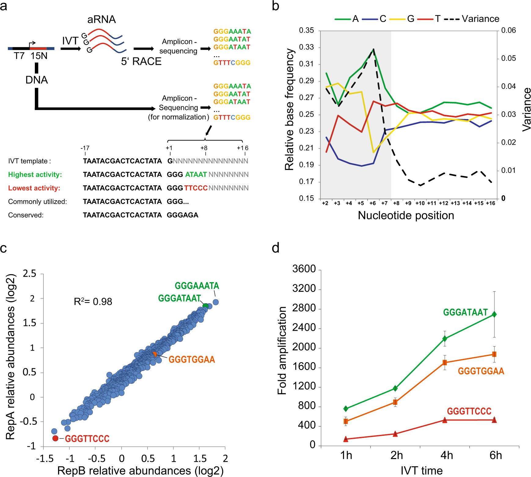 Maximizing transcription of nucleic acids with efficient T7 promoters |  Communications Biology