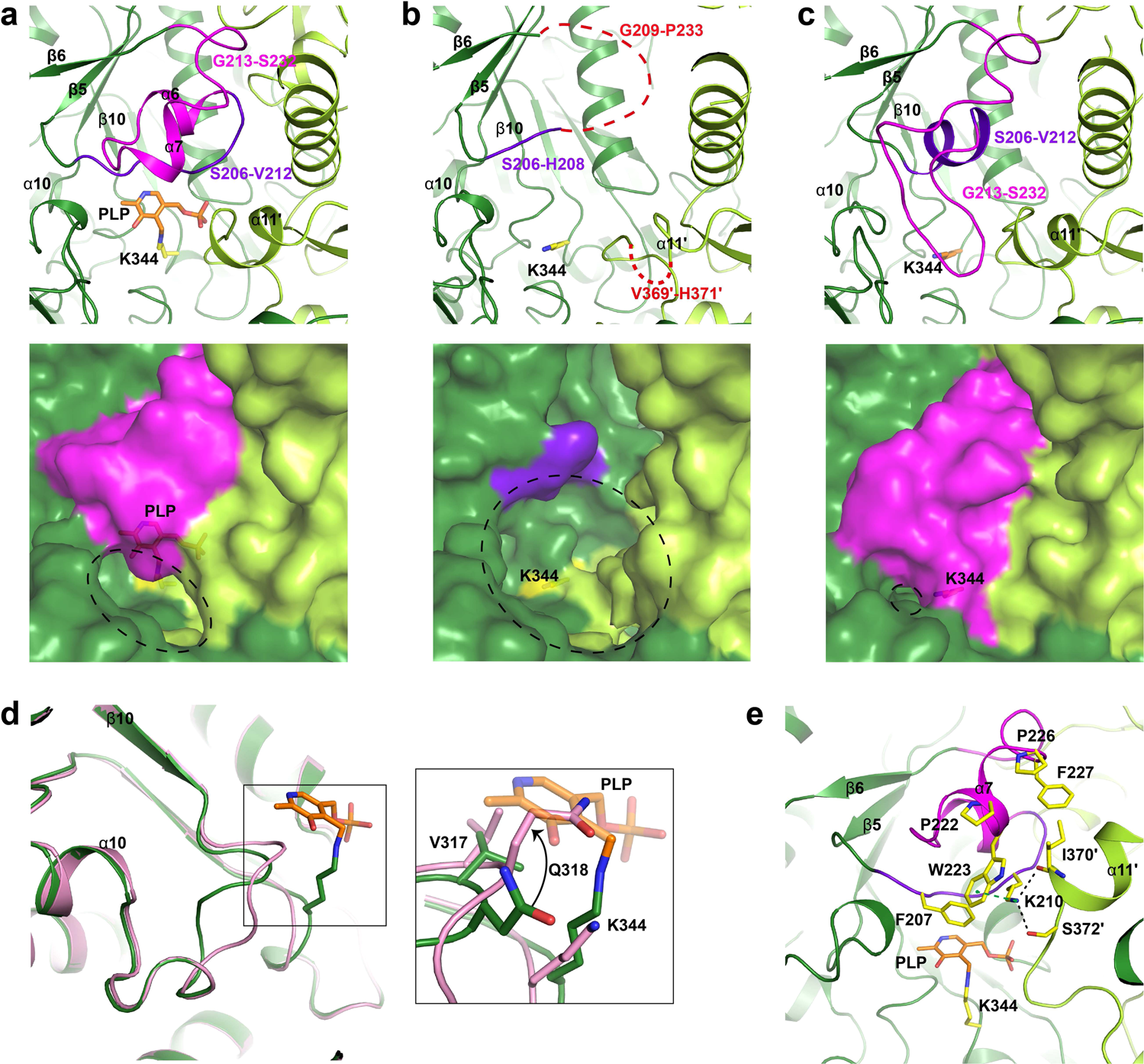 Fig. 2: Conformation changes on the active site of PLP-bound CrmG and apo CrmG.