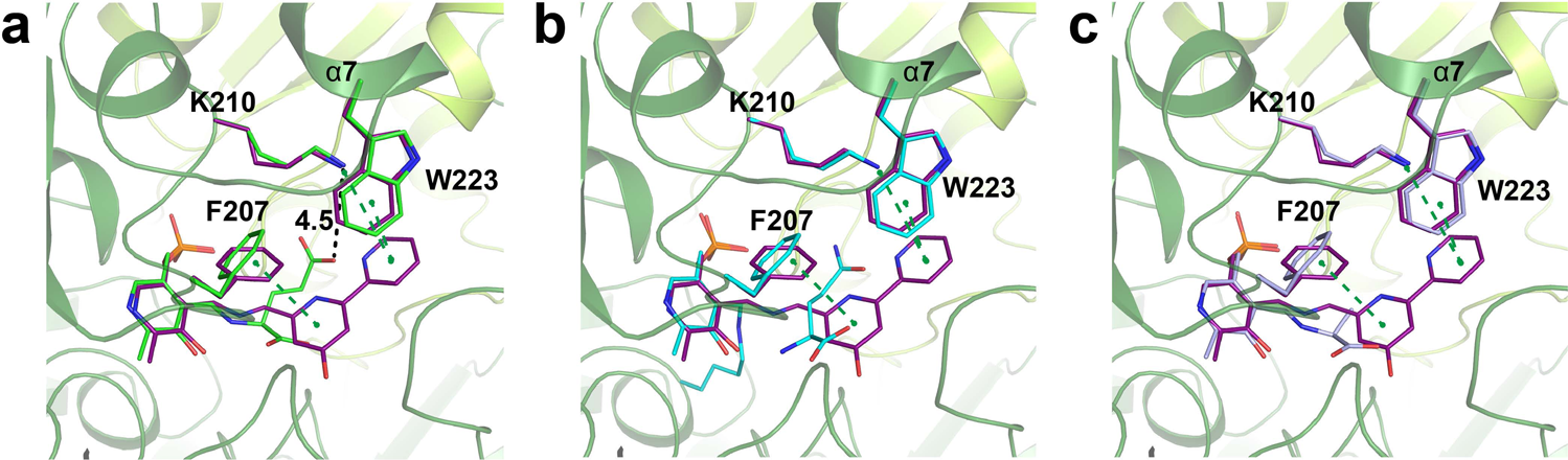 Fig. 7: CRM M stabilizes the roof of the active site on CrmG.