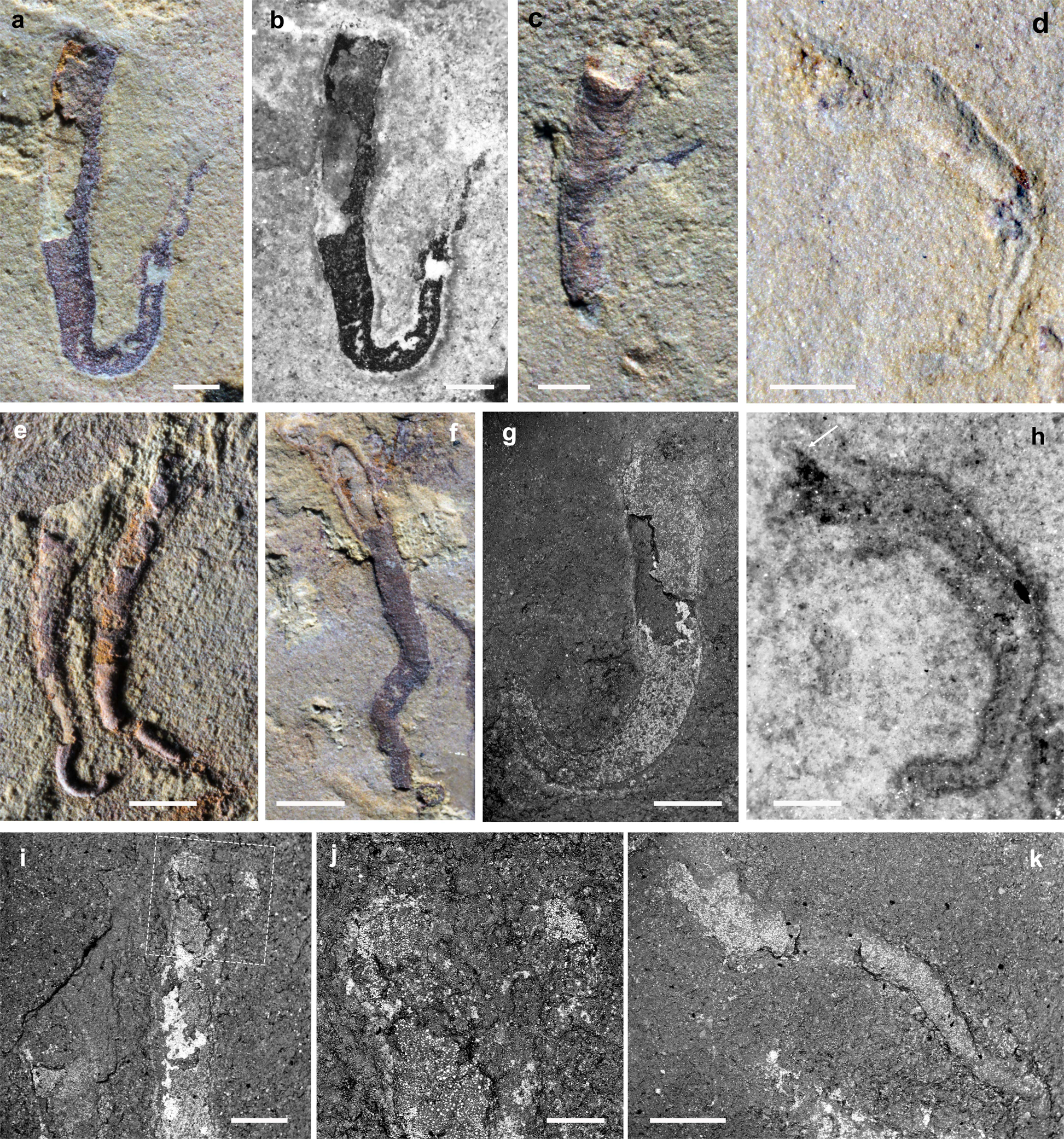 Fig. 1: Different styles of preservation and morphology of Vermilituus gregarius.