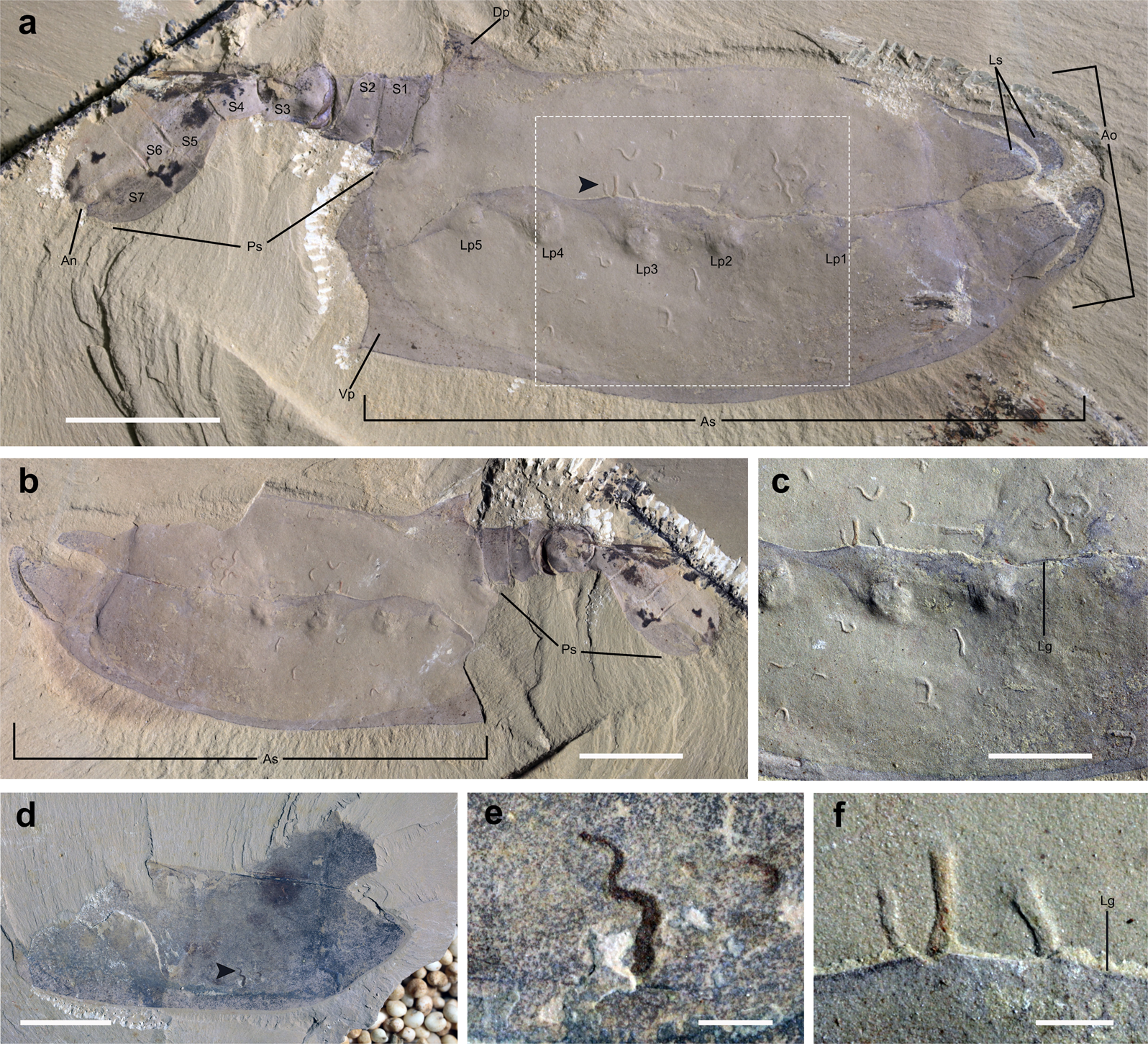 Fig. 2: Vetulicola cuneata infested by Vermilituus gregarius.