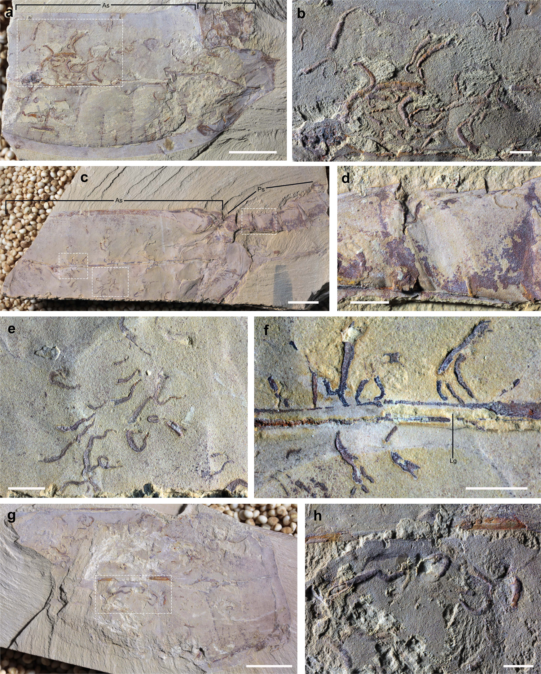 Fig. 3: Vetulicola rectangulata infested by Vermilituus gregarius.