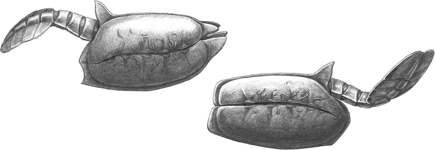 Fig. 6: Reconstruction of Vetulicola cuneata (left) and V. rectangulata (right) in life.